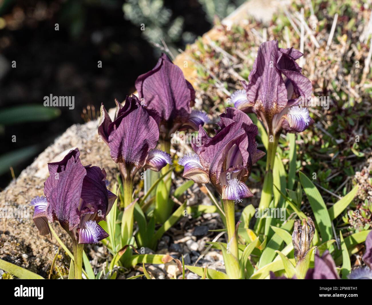 Un groupe de fleurs mauves de la miniature Iris, Iris suaveolens Banque D'Images