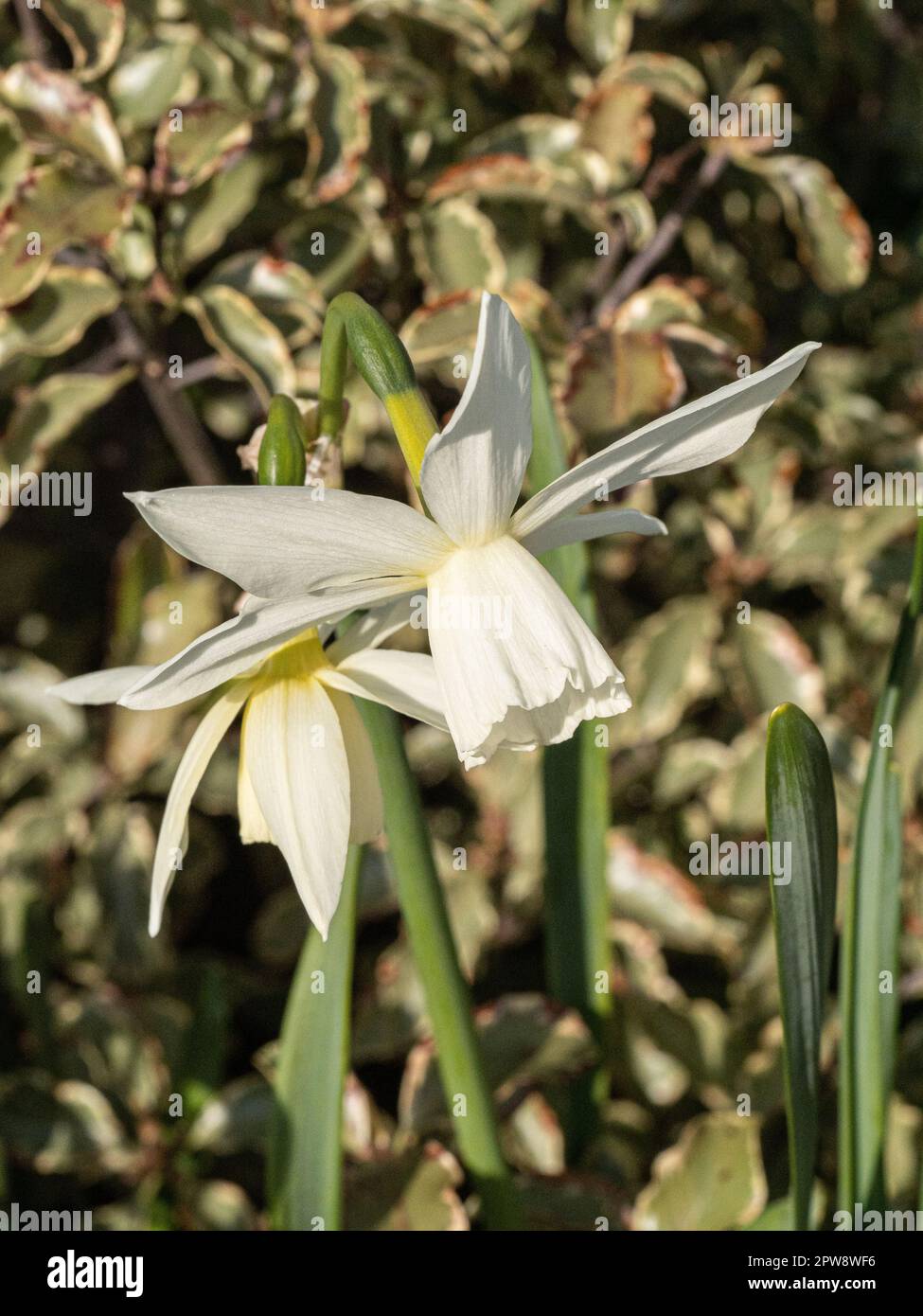 Les délicates trompettes blanches et pures de Narcisse 'Thalia' Banque D'Images