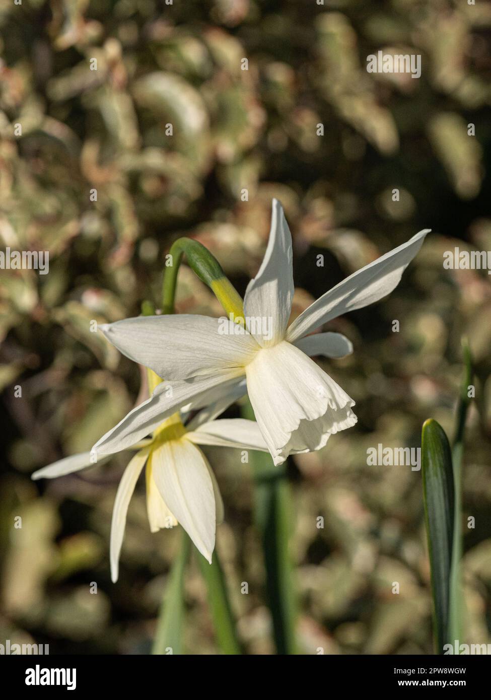 Les délicates trompettes blanches et pures de Narcisse 'Thalia' Banque D'Images