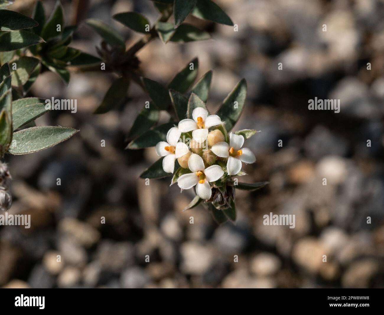 Un gros plan des petites fleurs blanches de Pimelea barbata Banque D'Images