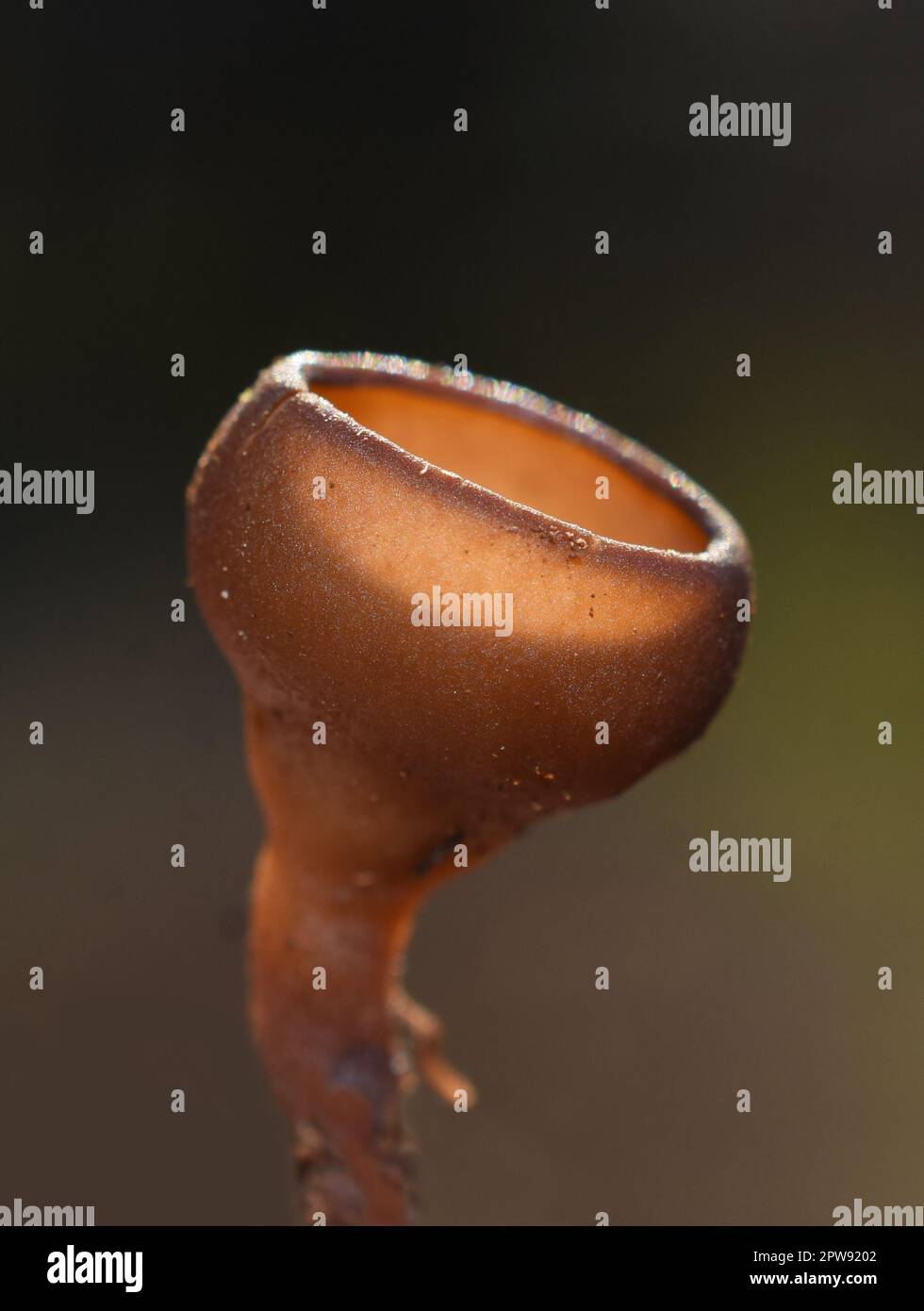 Gros plan sur la tasse Dumontinia tuberosa du champignon parasite brun de l'anémone sur fond blanc Banque D'Images