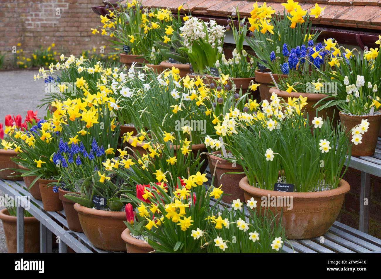 Une exposition colorée de bulbes de printemps en pot, y compris des jonquilles (narcissi) et des jacinthes de raisin (muscari) dans le jardin du Royaume-Uni en avril Banque D'Images