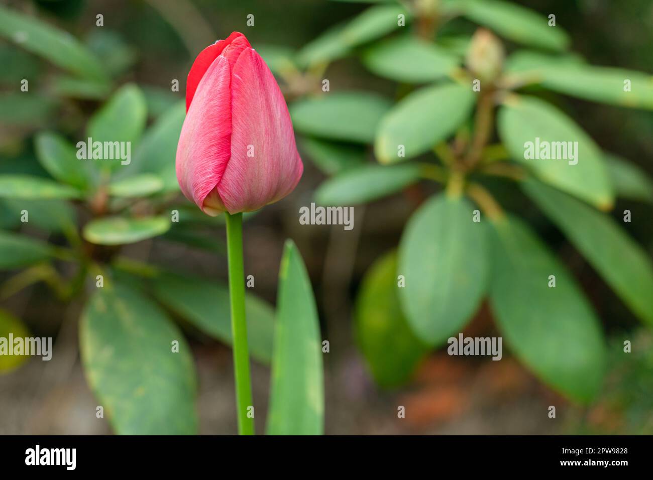 Tulipes rouges dans le jardin. Fleurs de printemps. Les premières fleurs du printemps. Tulipes sur fond vert. Banque D'Images