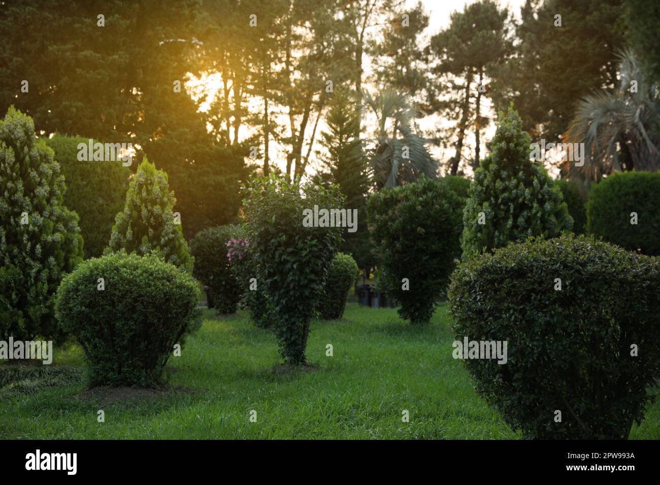 Arbres et arbustes magnifiquement taillés qui poussent dans le parc Banque D'Images