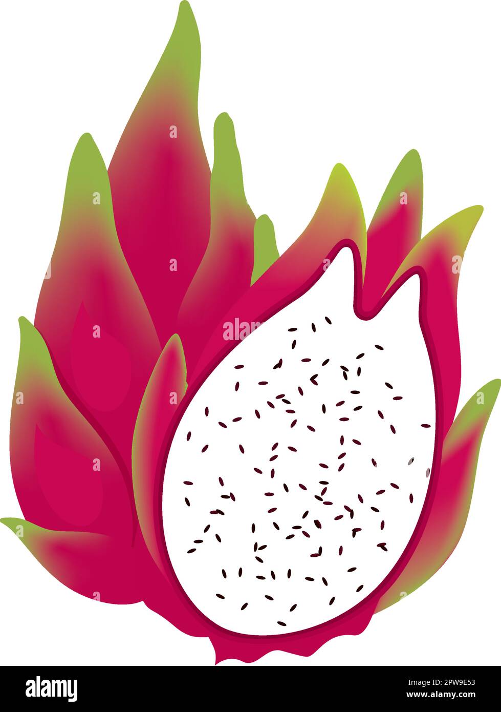 Illustration détaillée de Dragon fruit Illustration de Vecteur