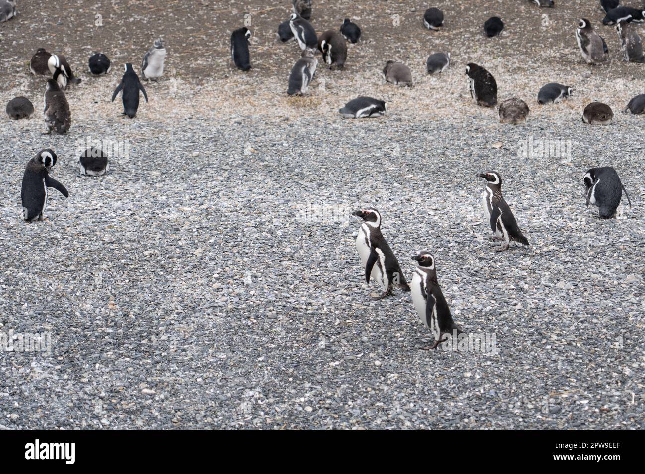 Île de pingouins dans le canal de Beagle, Ushuaia, Argentine Banque D'Images