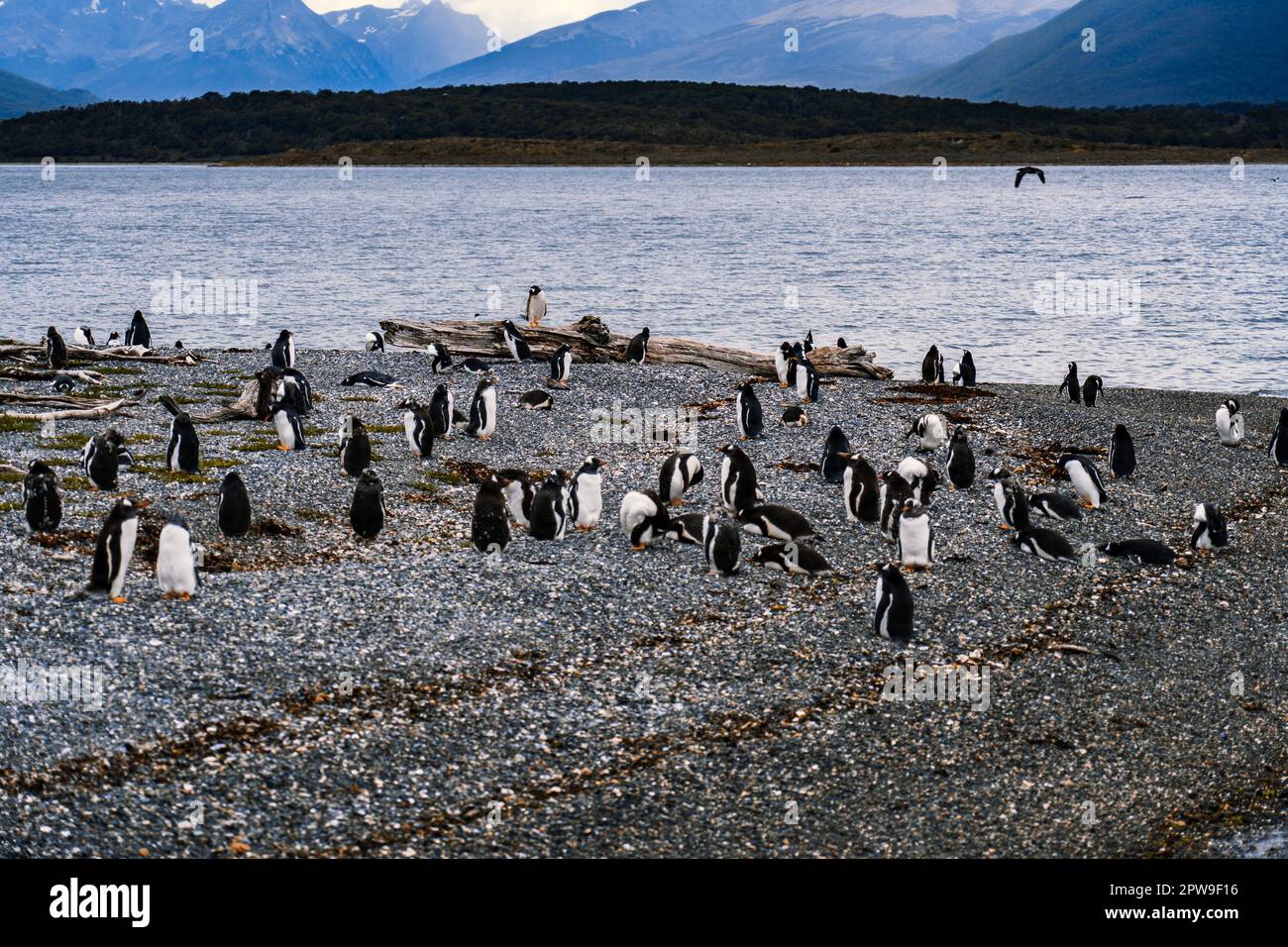 Île de pingouins dans le canal de Beagle, Ushuaia, Argentine Banque D'Images