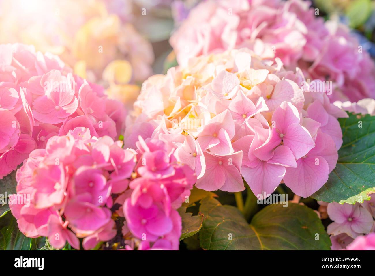 Fleurs d'hortensia ou d'hortensia rose en fleurs avec lumière du soleil dans le jardin. Banque D'Images