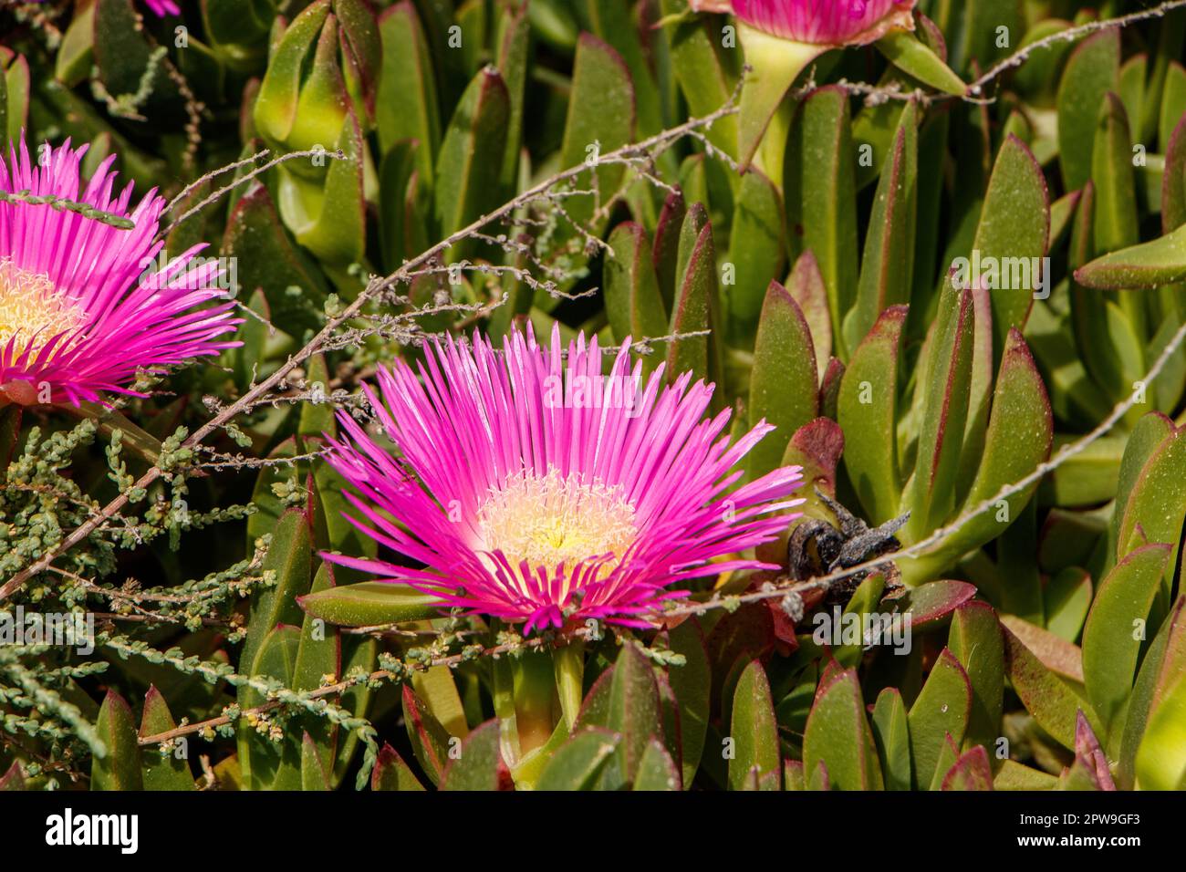 Vue rapprochée de fleurs succulentes roses éclatantes fleurissant dans un jardin au milieu du feuillage vert et de l'herbe sèche.n albufeira algarve portugal Banque D'Images