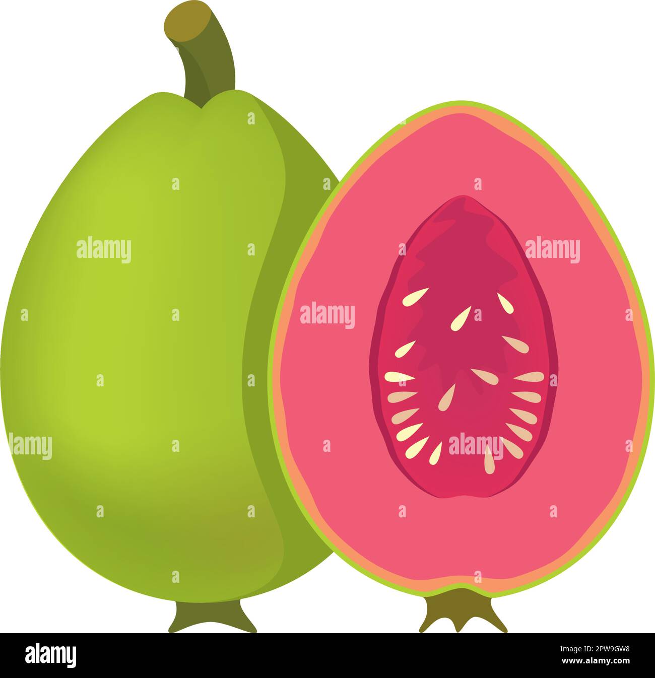 Illustration détaillée des fruits de Guava Illustration de Vecteur