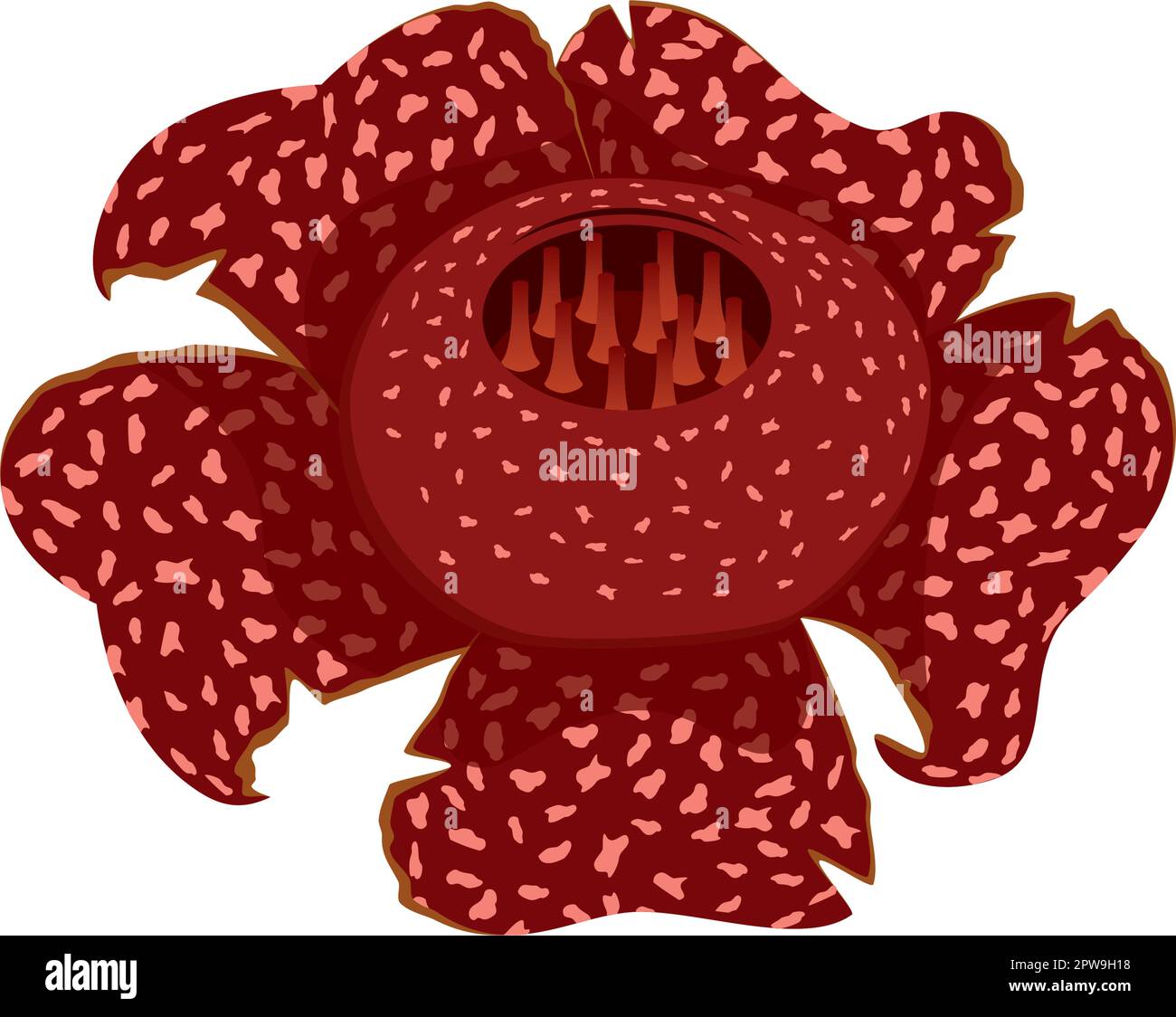 Rafflesia Arnoldii détaillée la flore indigène à l'Indonésie Illustration de Vecteur