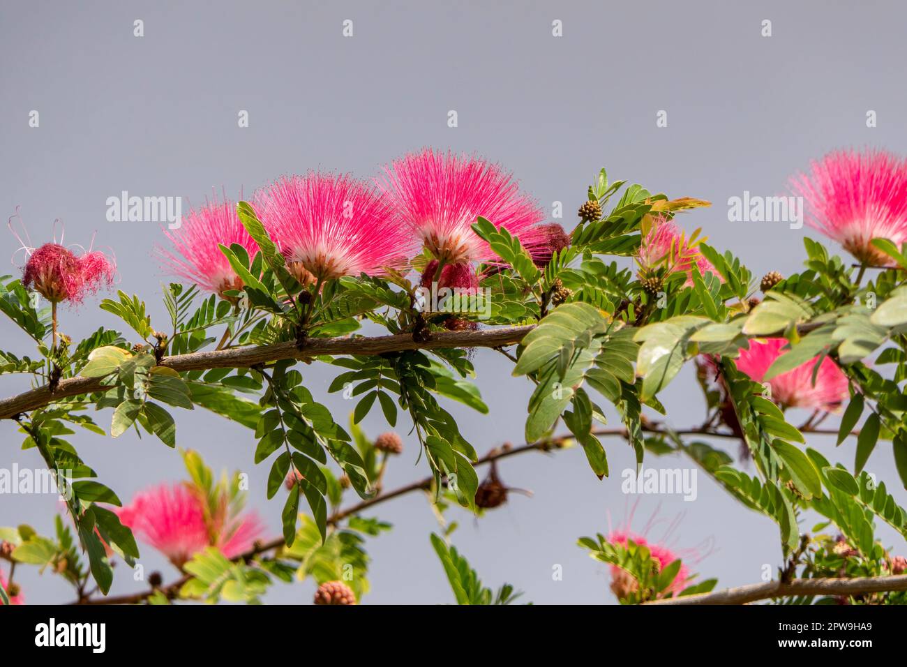 Les fleurs roses délicates de l'arbre en soie persane ou de l'Albizia julibrissin se rapprochent entre les feuilles vertes sur un fond flou Banque D'Images