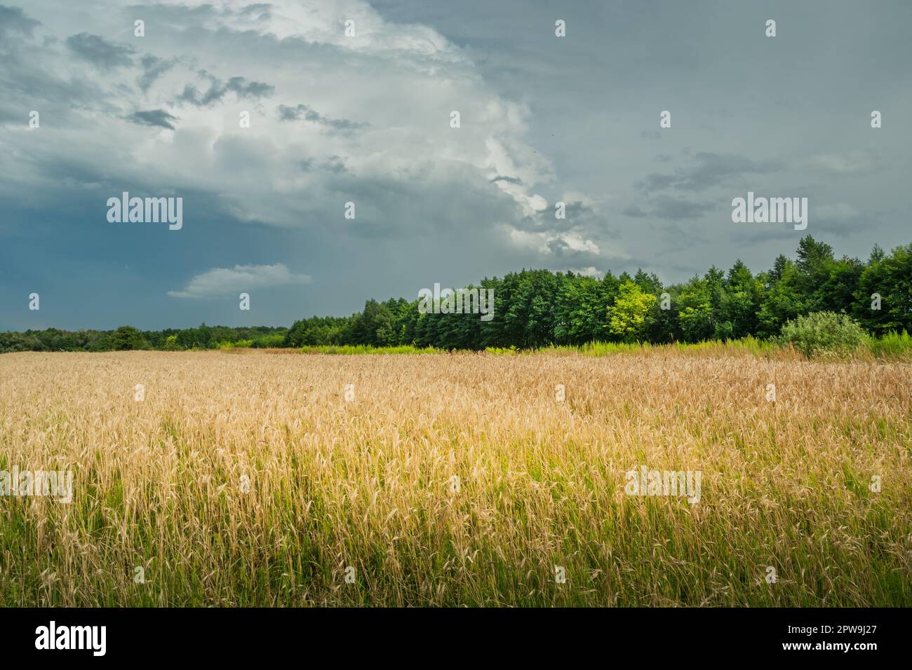 Nuage de pluie gris sur un champ de grain doré, Zarzecze, Pologne Banque D'Images