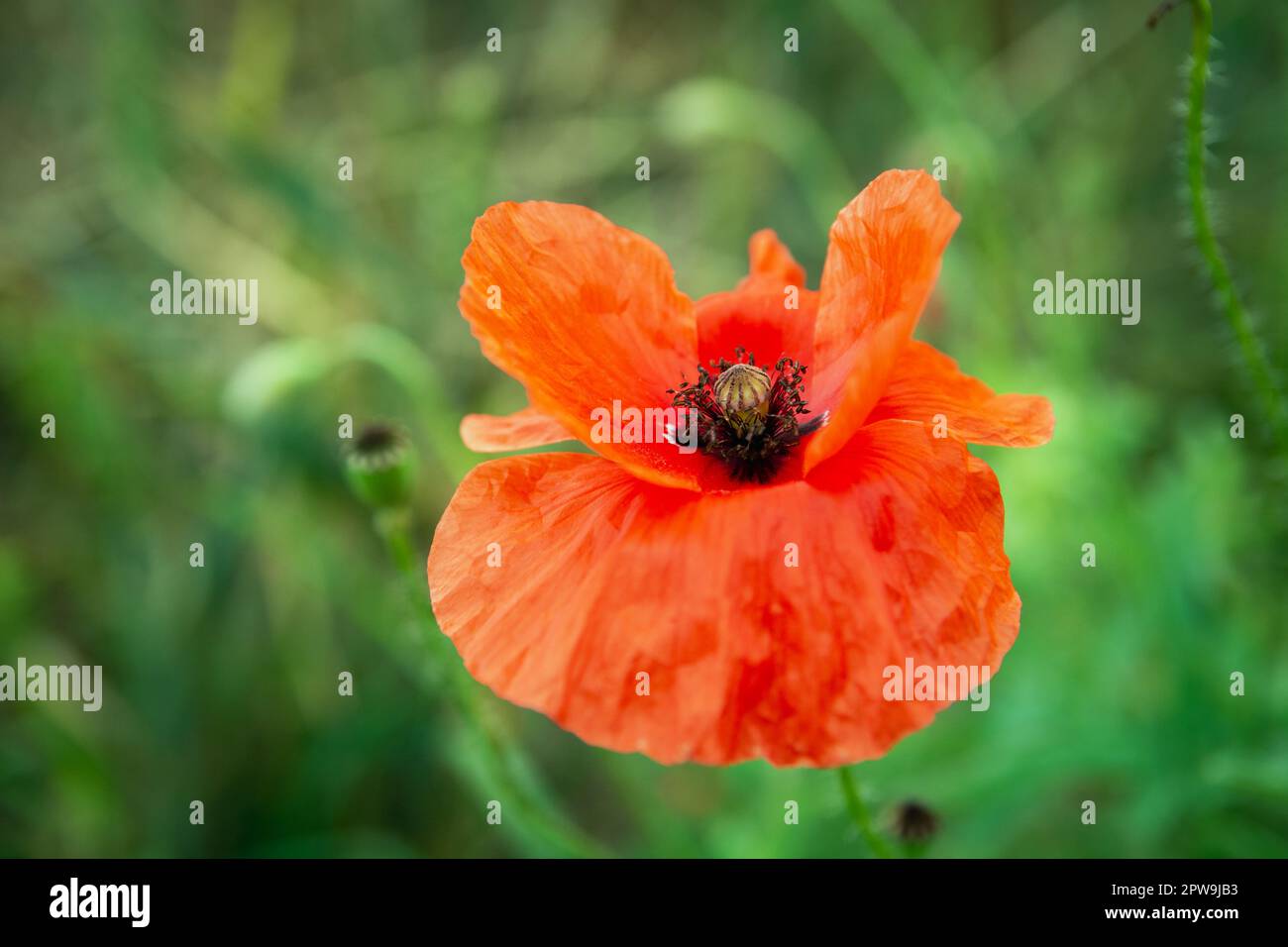 Gros plan d'une fleur de pavot sur fond vert, vue d'été Banque D'Images