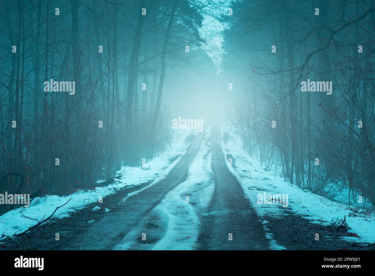 Route enneigée à travers une forêt sombre et brumeuse, Noviny, Pologne Banque D'Images