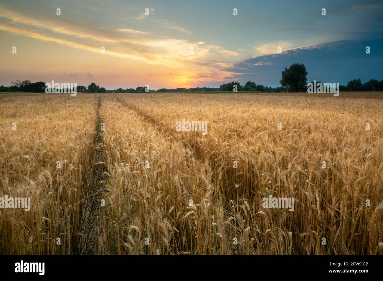 Pistes de roue dans le champ de céréales et le ciel de coucher de soleil, Noviny, Pologne Banque D'Images