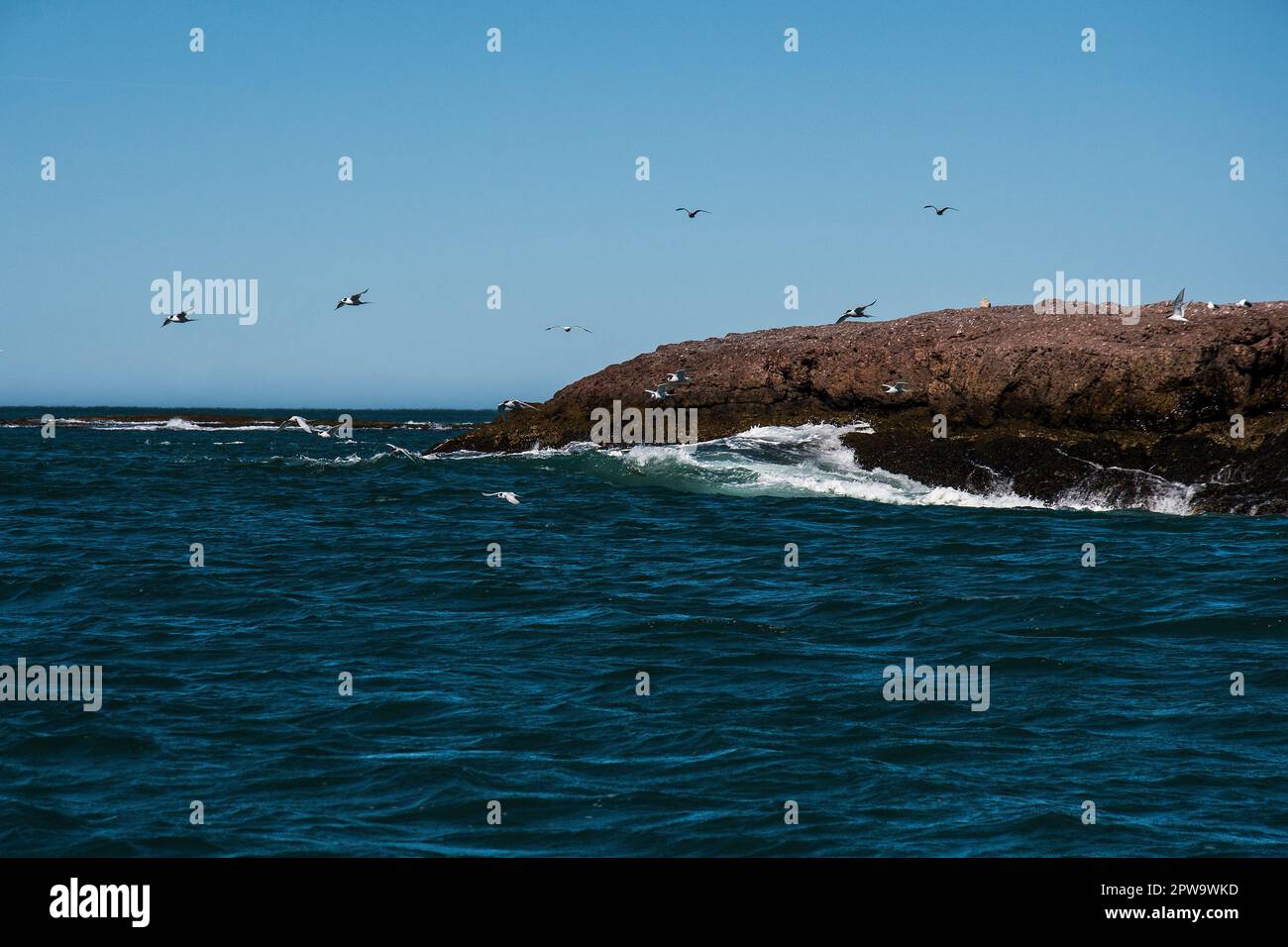 Paysage côtier de Puerto Deseado, province de Santa Cruz, Patagonie, Argentine. Banque D'Images