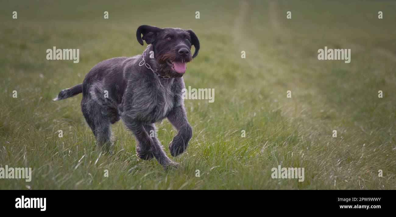 Sako le chien de chasse allemand à poil dur Banque D'Images