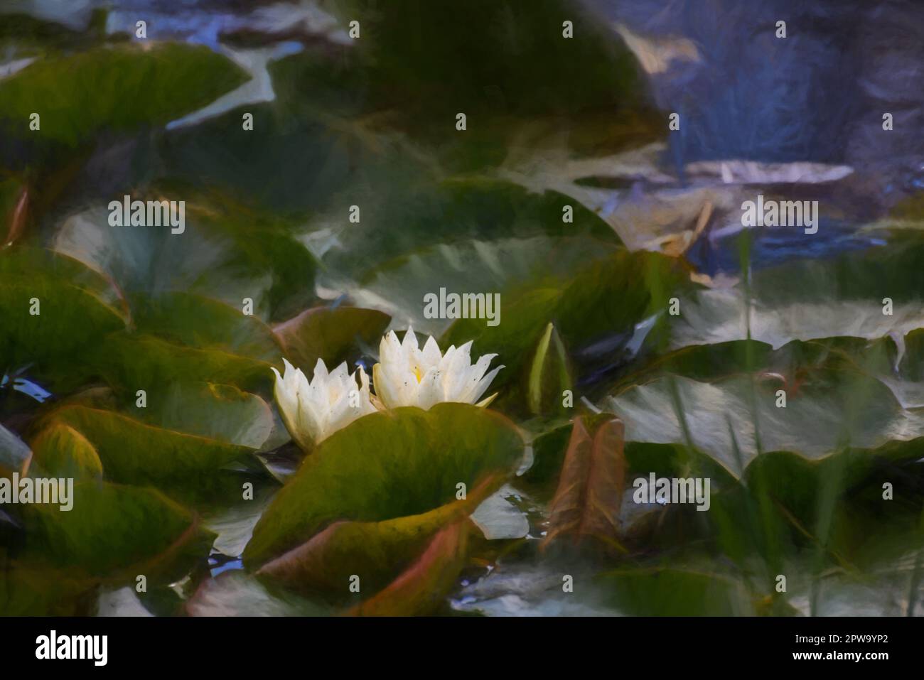 Peinture numérique d'un nénuphar blanc parmi des nénuphars verts sur un étang. Banque D'Images