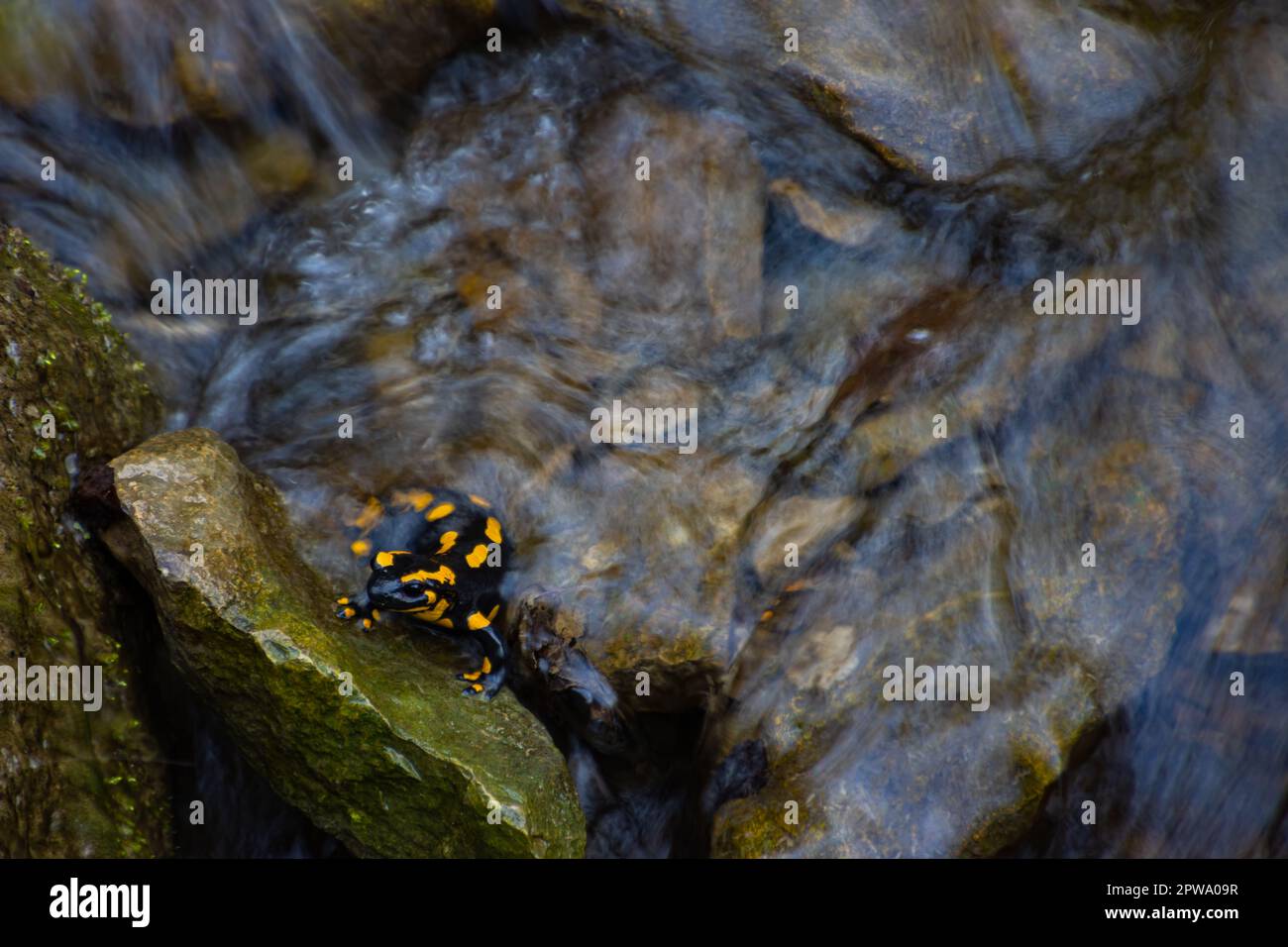Tirer la salamandre sur une roche dans un ruisseau d'eau Banque D'Images