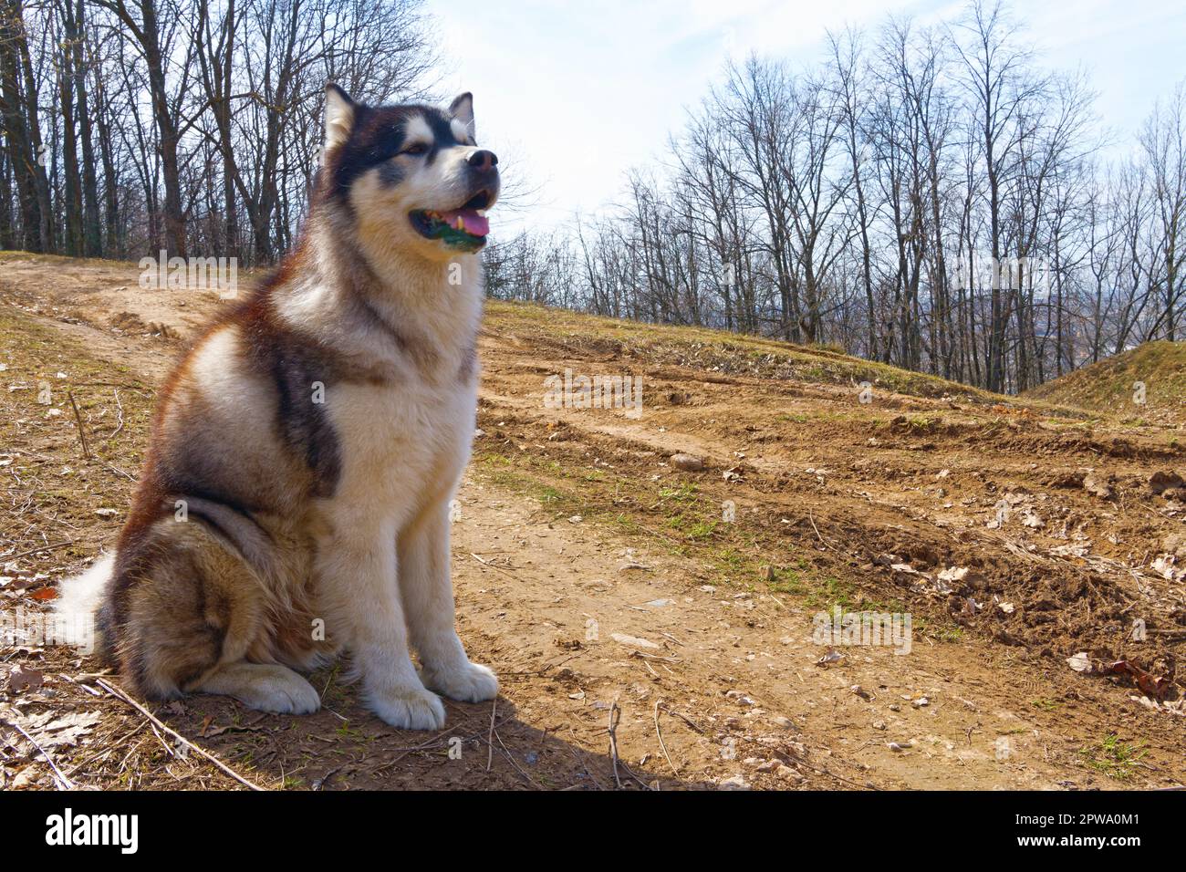 Alaska malamute dans la forêt du début du printemps Banque D'Images