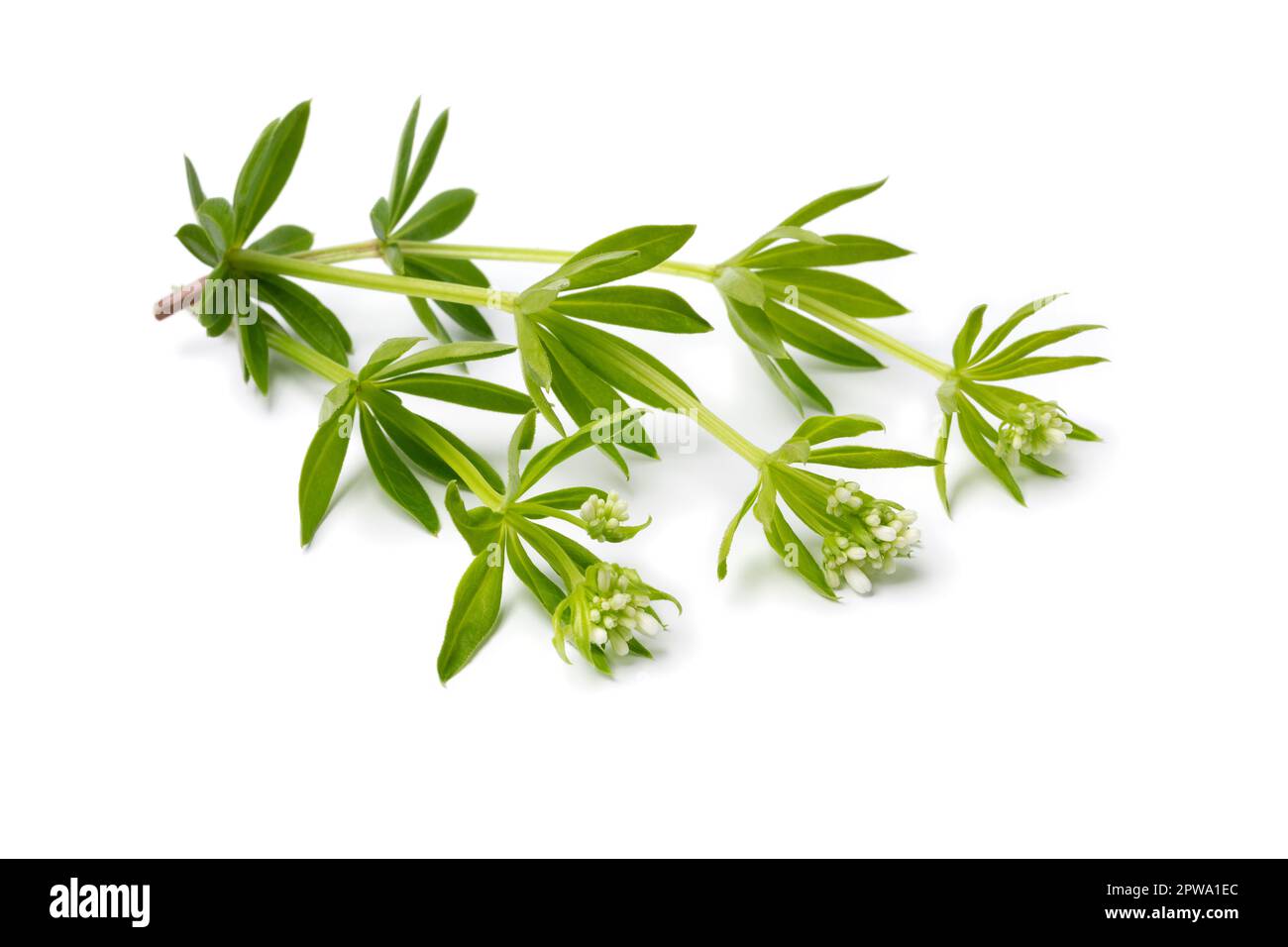 Brindilles vertes fraîches d'une plante douce de Woodruff avec bourgeons isolés sur fond blanc Banque D'Images