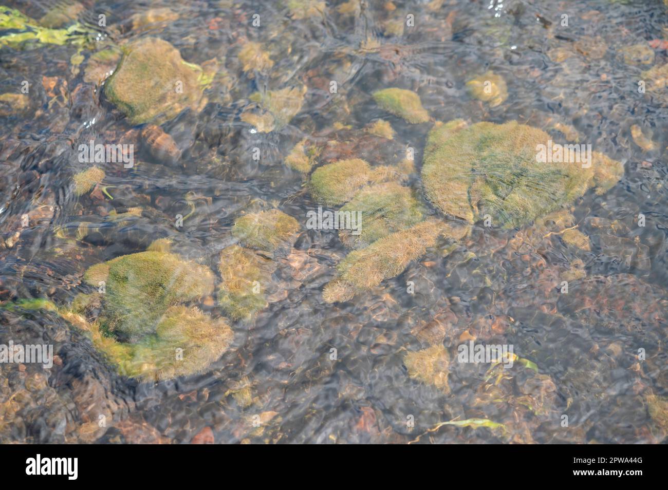 Les algues vertes commencent à croître sur les rochers du lit de la rivière en raison de l'excès de nutriments dans la GGwendraeth Fach, dans le Carmarthenshire, au pays de Galles, au Royaume-Uni Banque D'Images