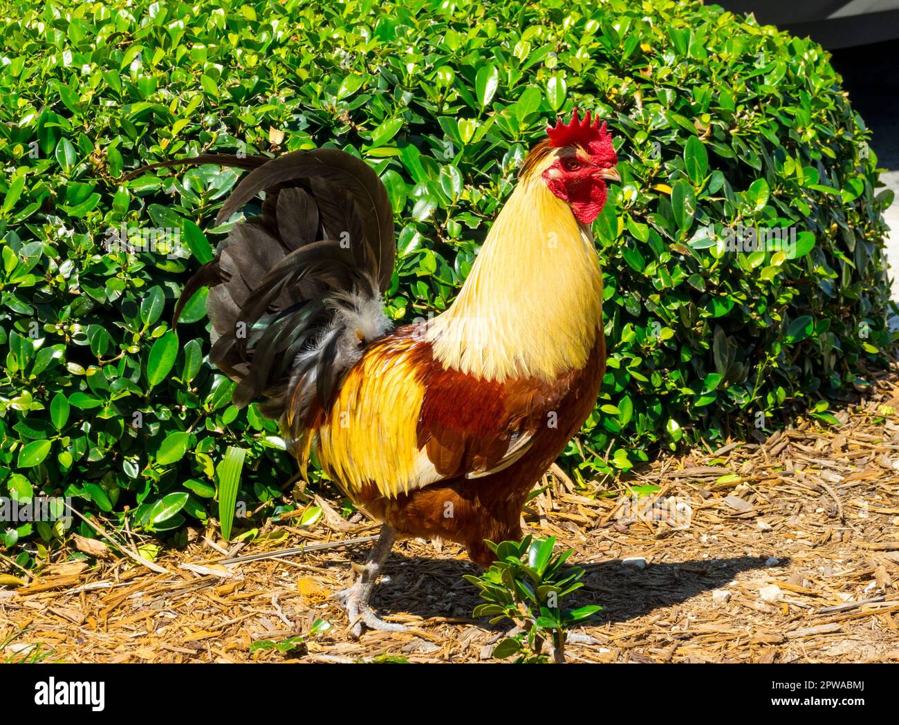 Rhode Island Red Rooster Banque D'Images