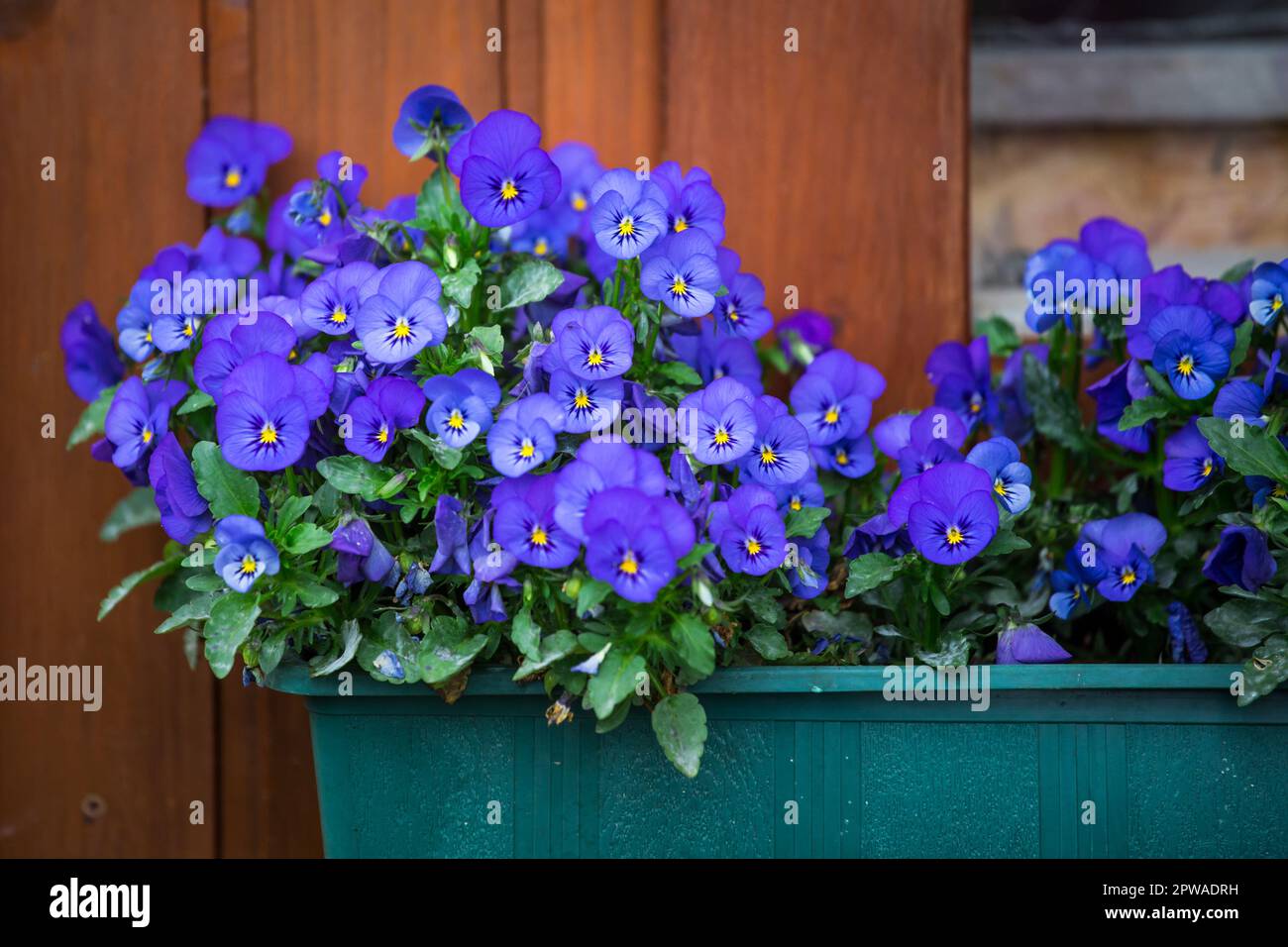 Fleurs de jardin bleu Banque D'Images