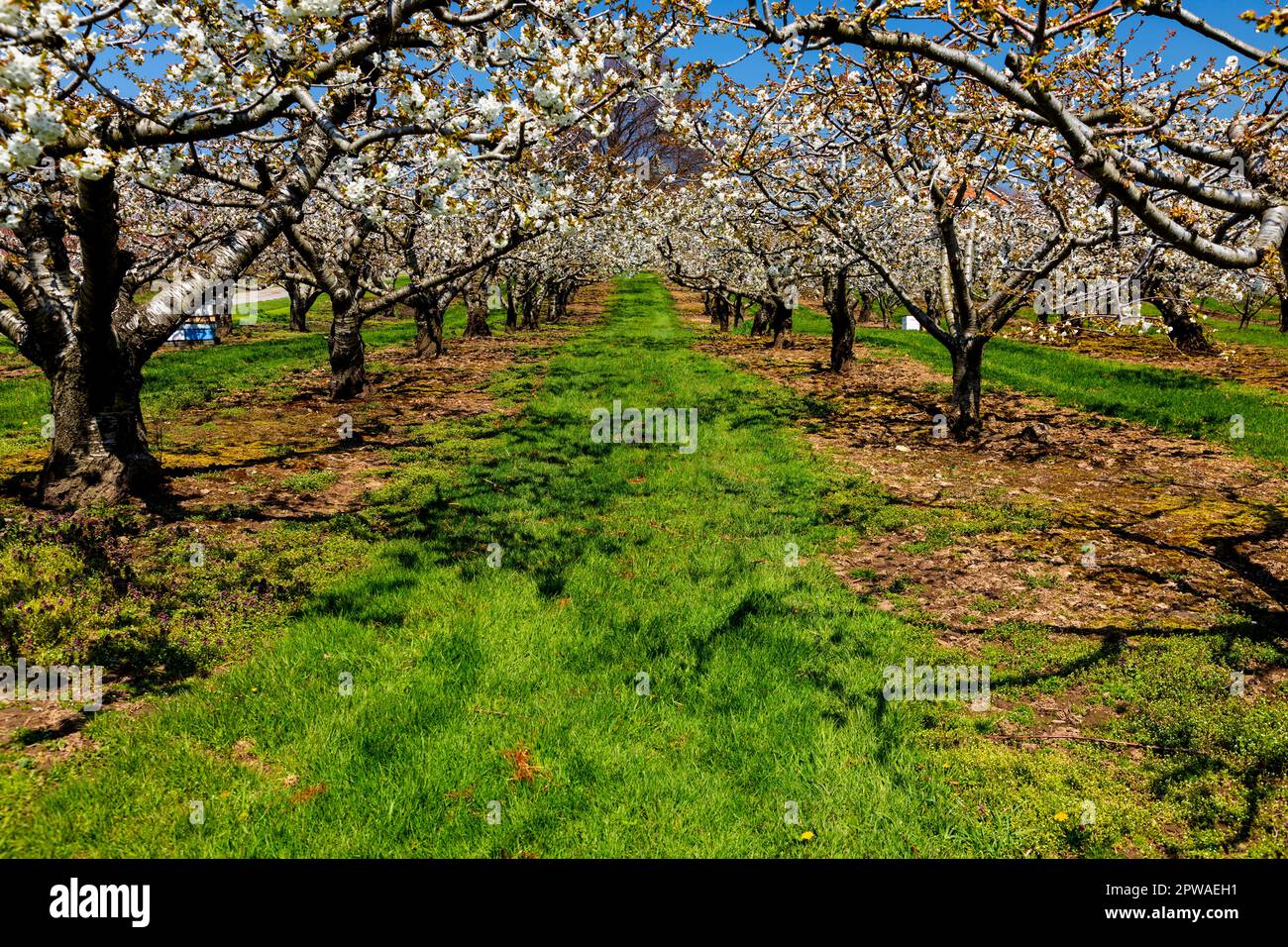 Canada, Ontario, péninsule de Niagara, verger de cerisiers en fleur au printemps. Banque D'Images