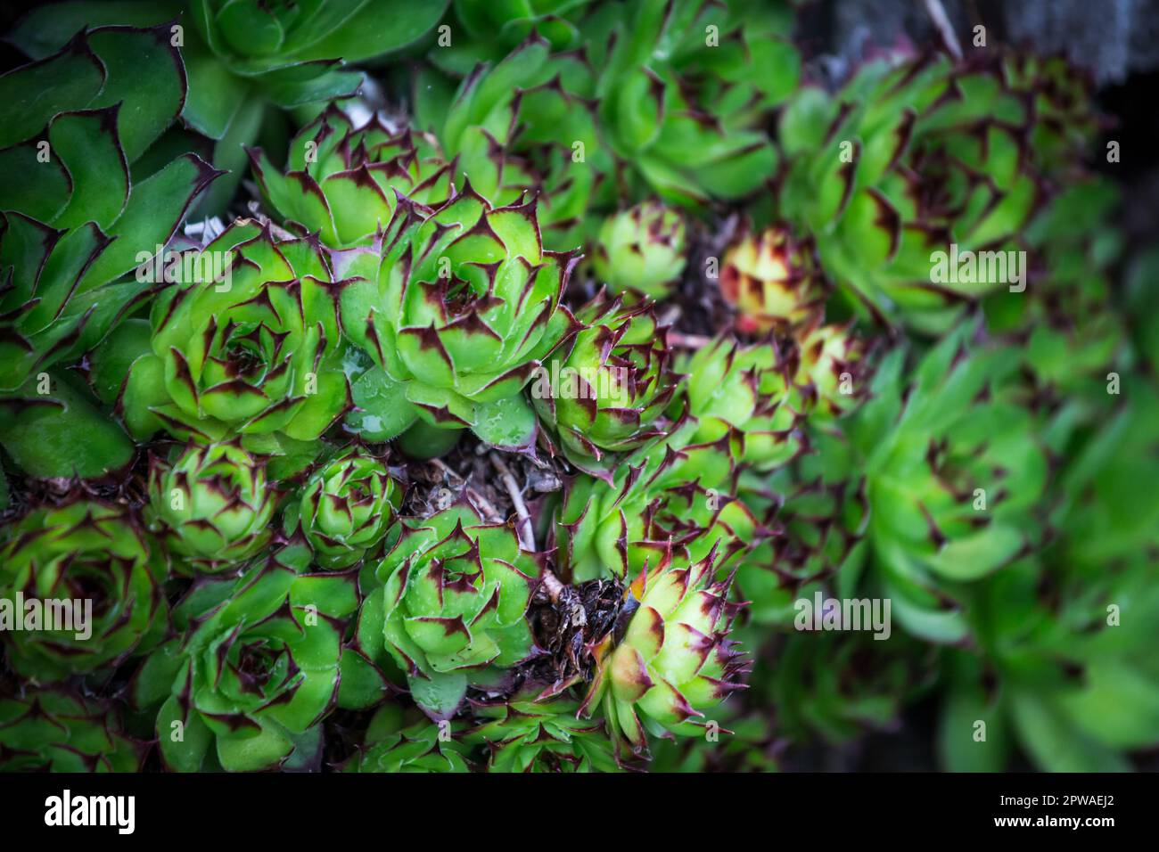 Houseleek Sempervivum () Banque D'Images