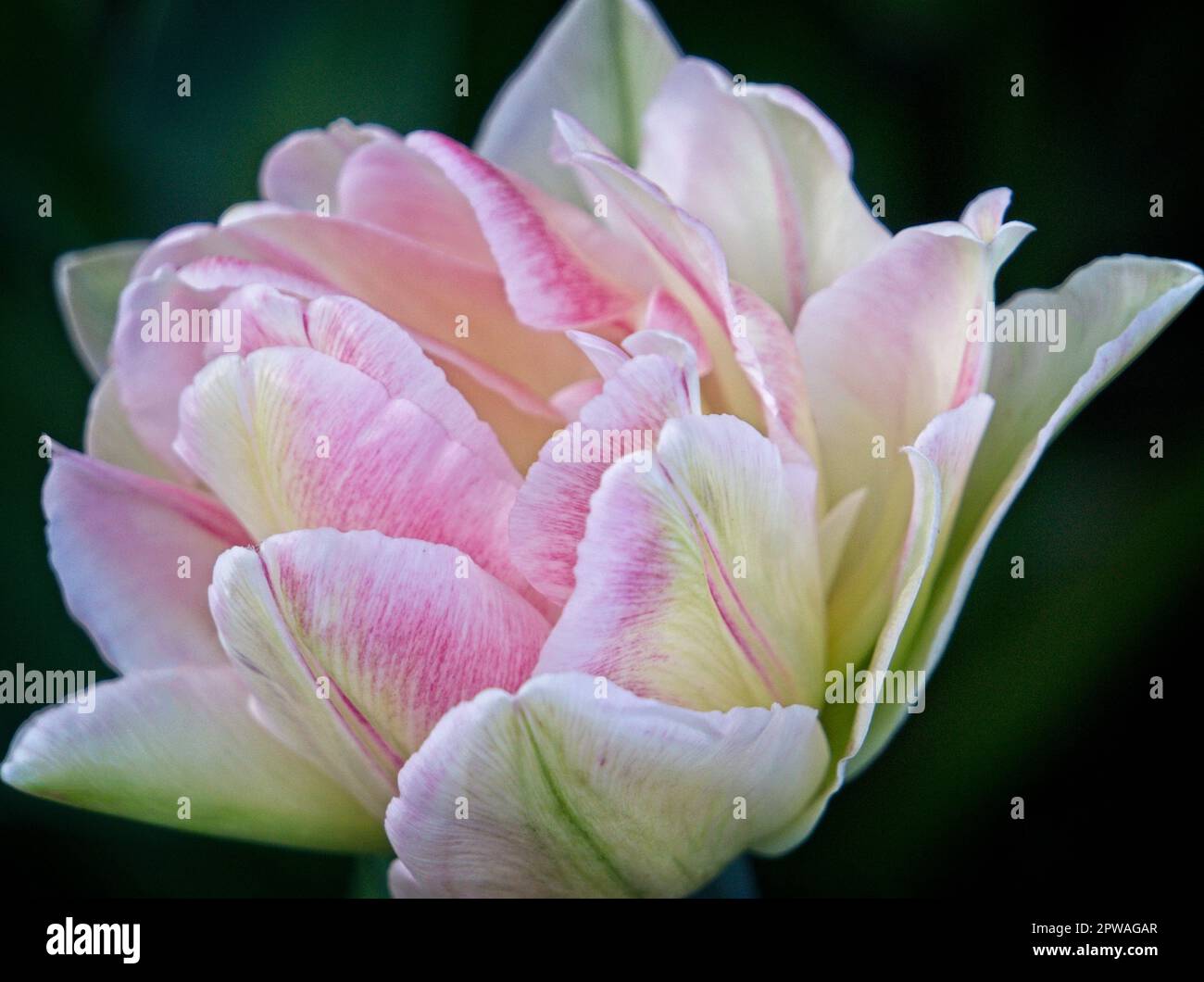 Jardin tulipe Butchart Gardens BC Banque D'Images