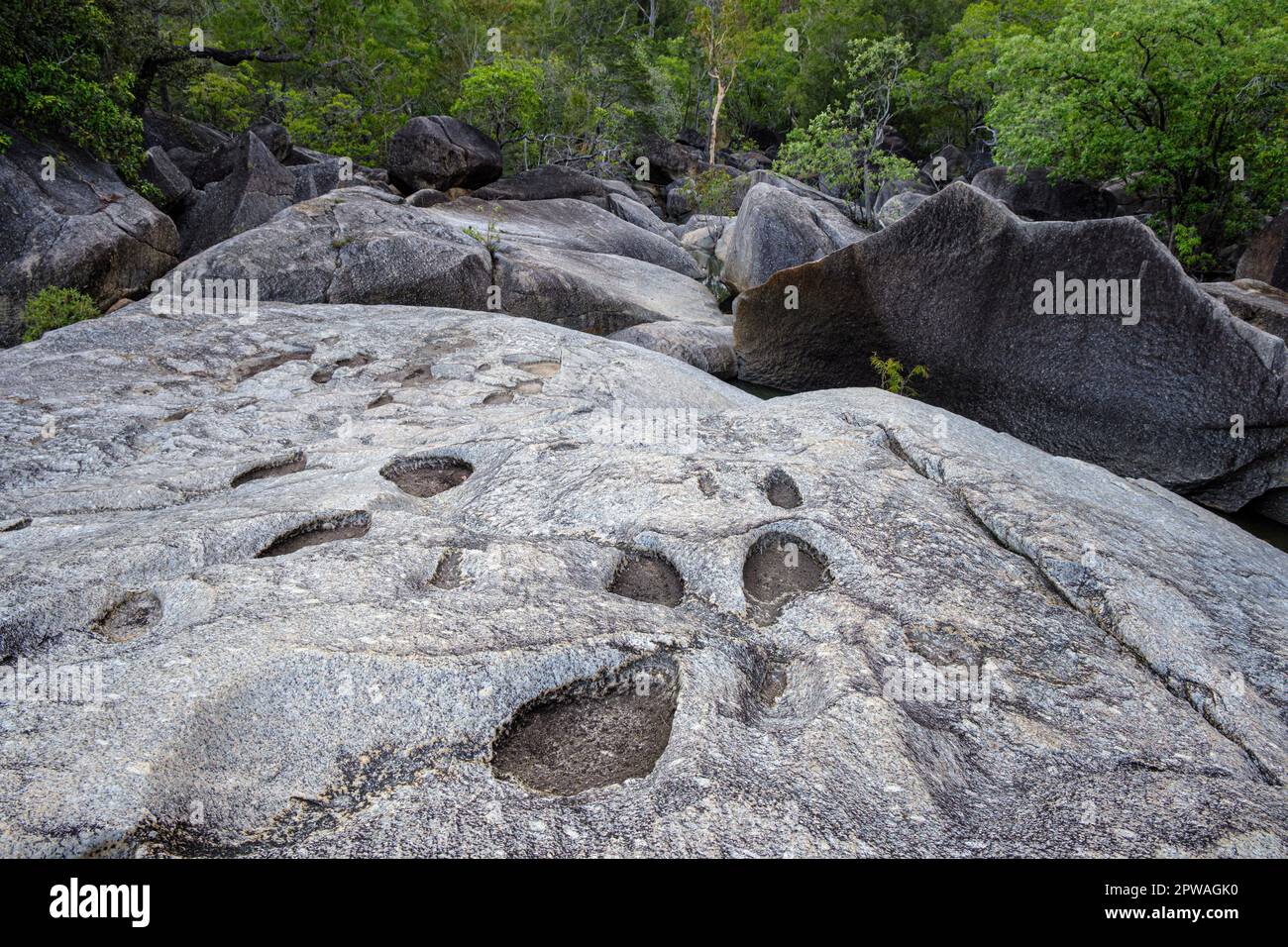 Empreintes de dinosaures fossilisés au parc naturel de Granite gorge, Mareeba, Queensland, Australie Banque D'Images