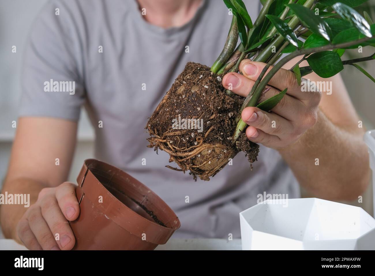 Transplantant Zamioculcas d'un petit pot à un grand. Un homme tire une  plante de maison d'une vieille casserole. Jardinage de printemps Photo  Stock - Alamy