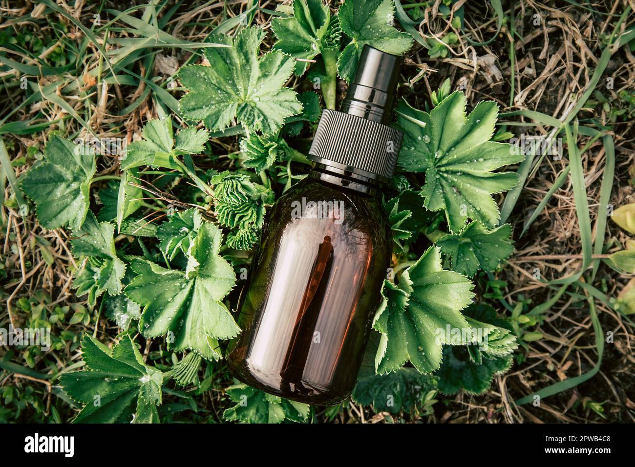 Alchemilla vulgaris, teinture médicinale de manteau de dame en bouteille brune avec feuilles de plat poussant à l'extérieur au printemps dans la nature. Banque D'Images