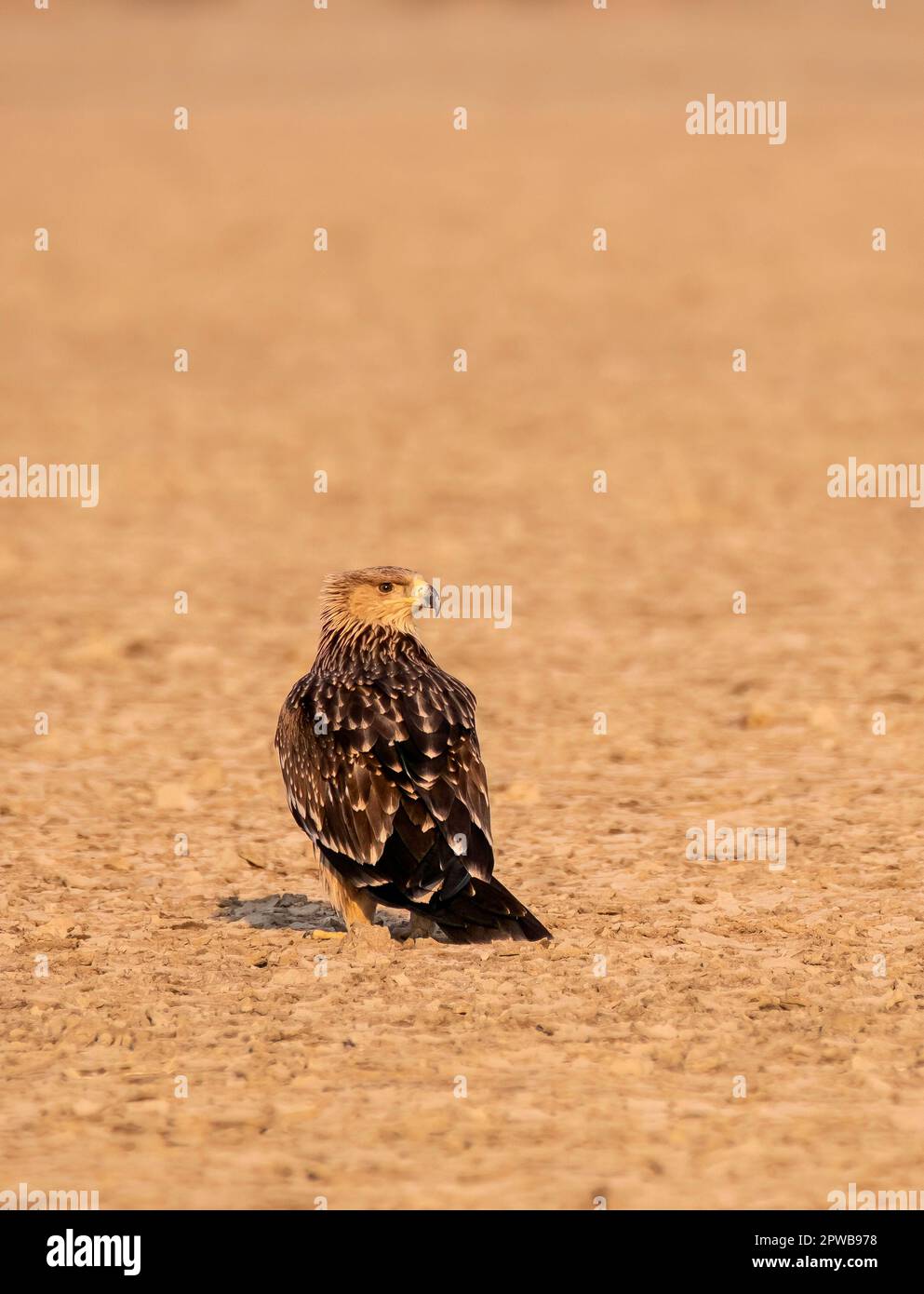 Un aigle de steppe qui rôde sur le sol pendant les heures de soir dans les puits de sel de rann de kutch Banque D'Images