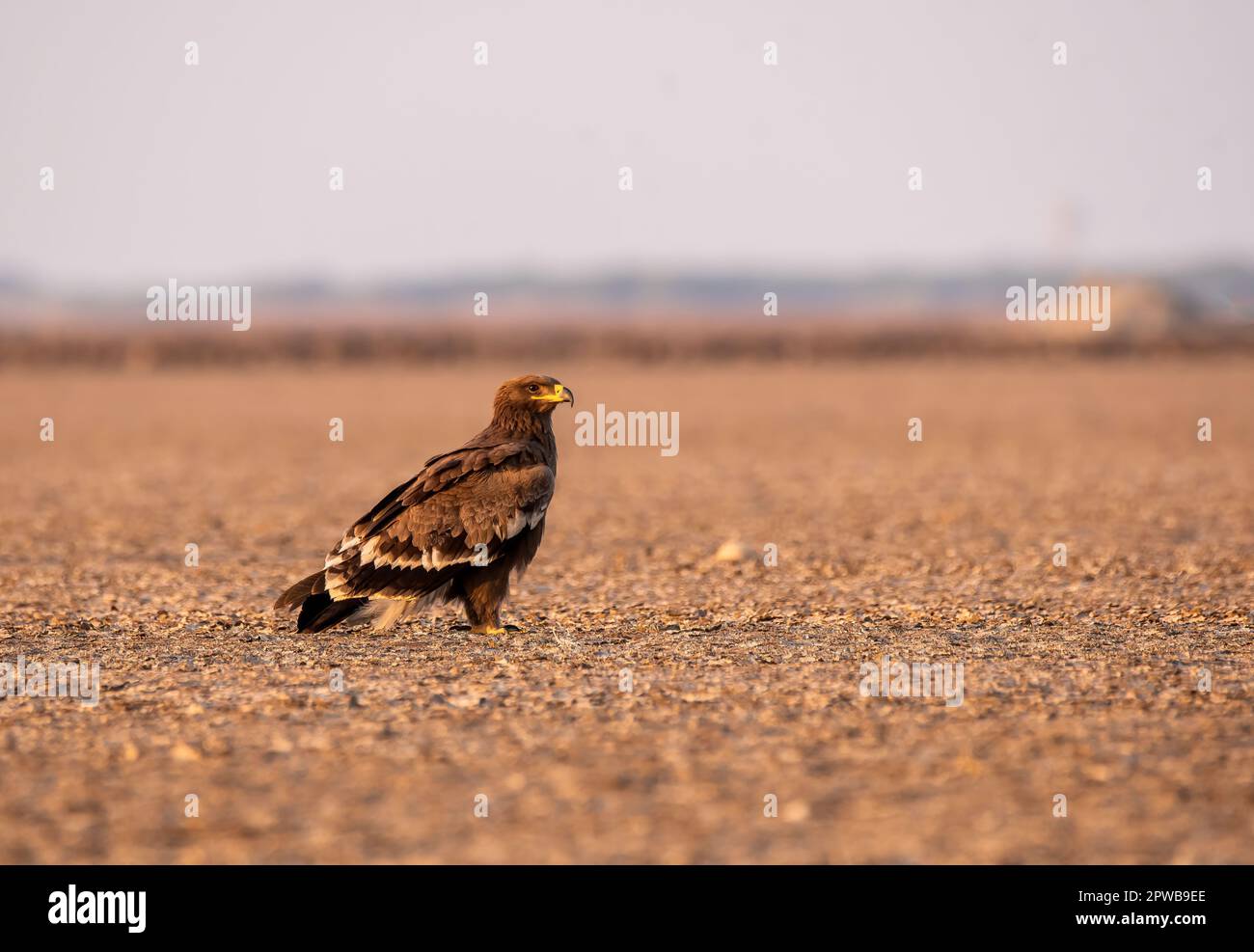 Un aigle de steppe qui rôde sur le sol pendant les heures de soir dans les puits de sel de rann de kutch Banque D'Images