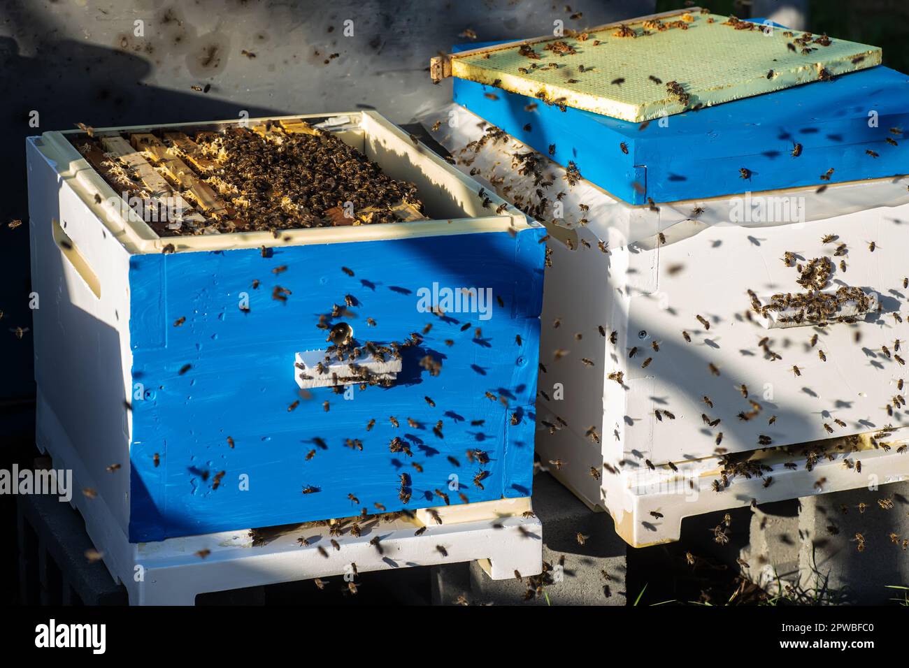 Sur fond ensoleillé, les abeilles viennent et sortent de leur ruche. Banque D'Images