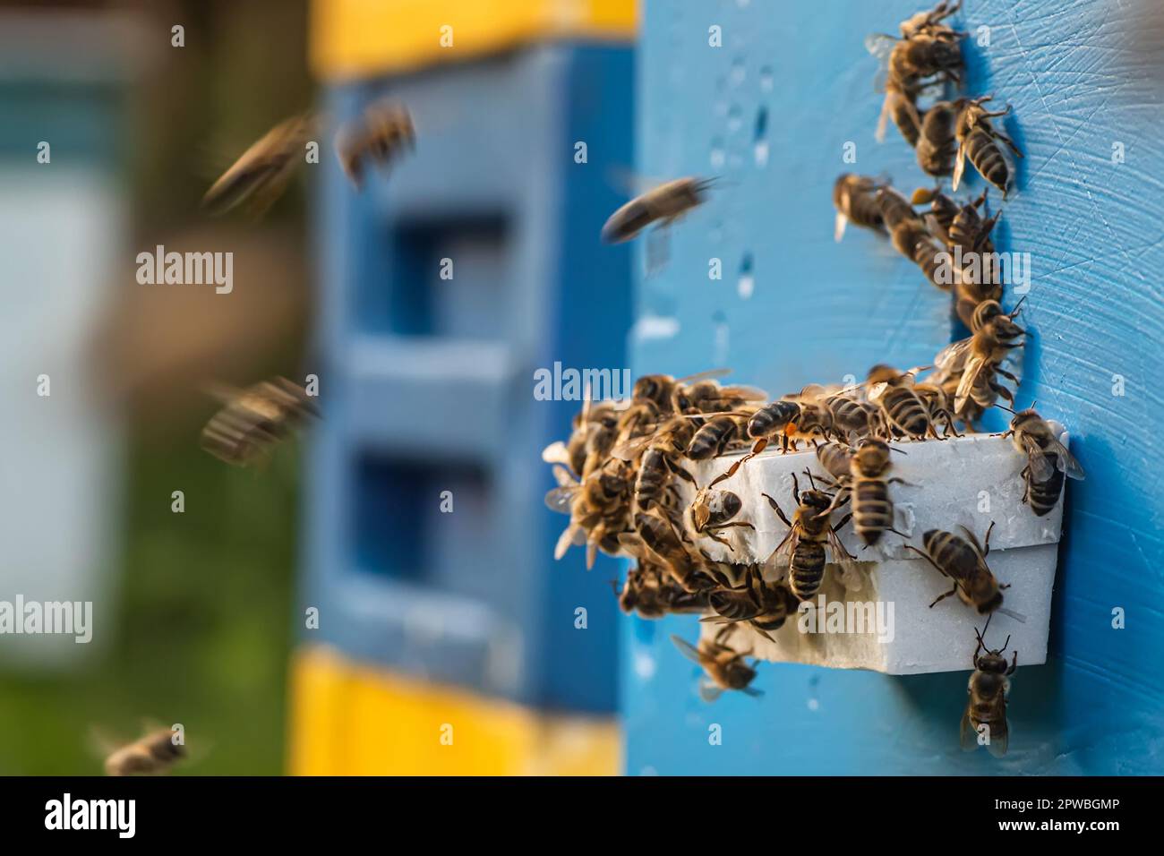 ruche en bois. l'essaim des abeilles vole autour. Abeille travaillant à produire du miel sucré et nutritif Banque D'Images