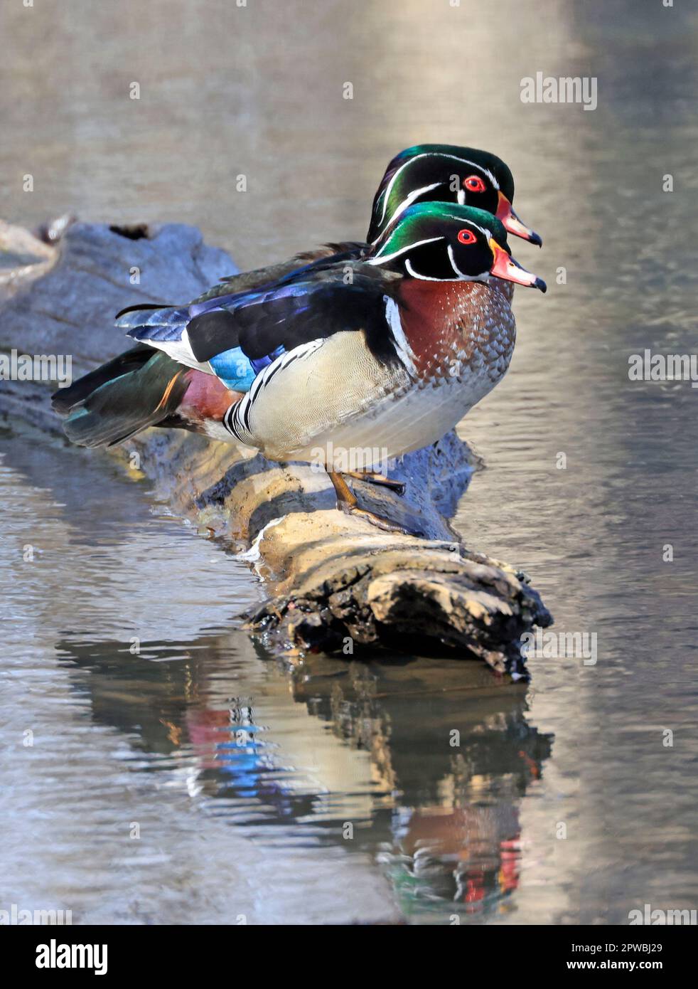 Canards en bois colorés perchés à la frontière du lac, Québec, Canada Banque D'Images