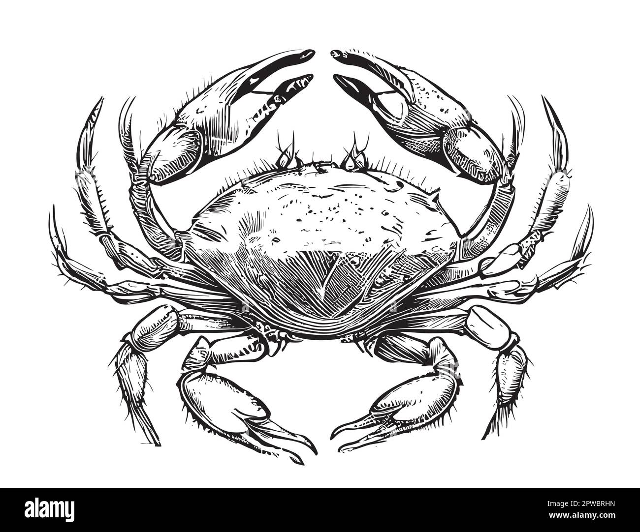 Crabe mer dessin à la main Illustration du vecteur animaux de mer Illustration de Vecteur
