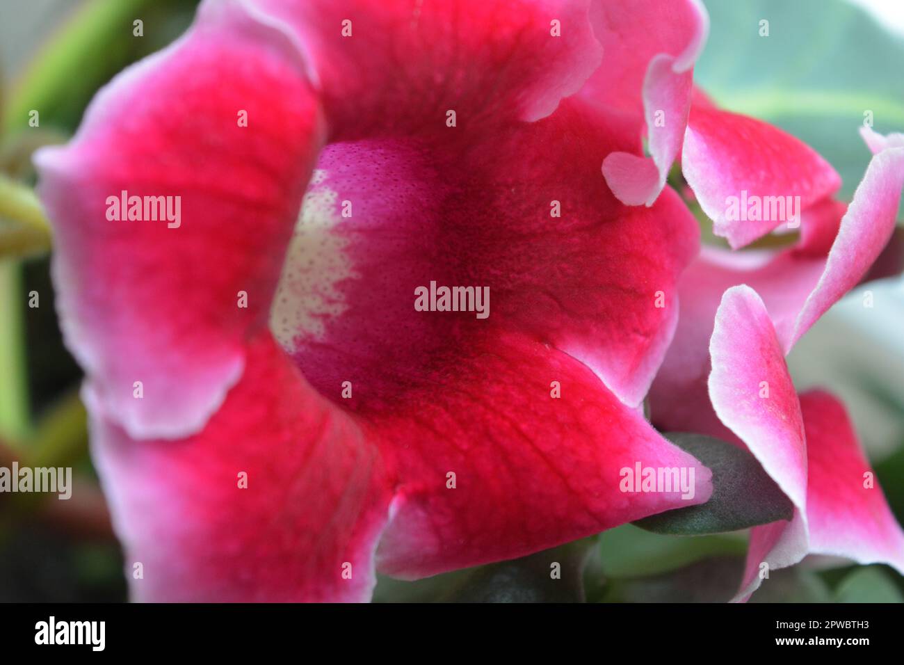 Belle, lumineuse fleurs de maison rose et blanc Gloxinia (genre) croissant dans un pot d'argile et debout sur un seuil de fenêtre. Banque D'Images
