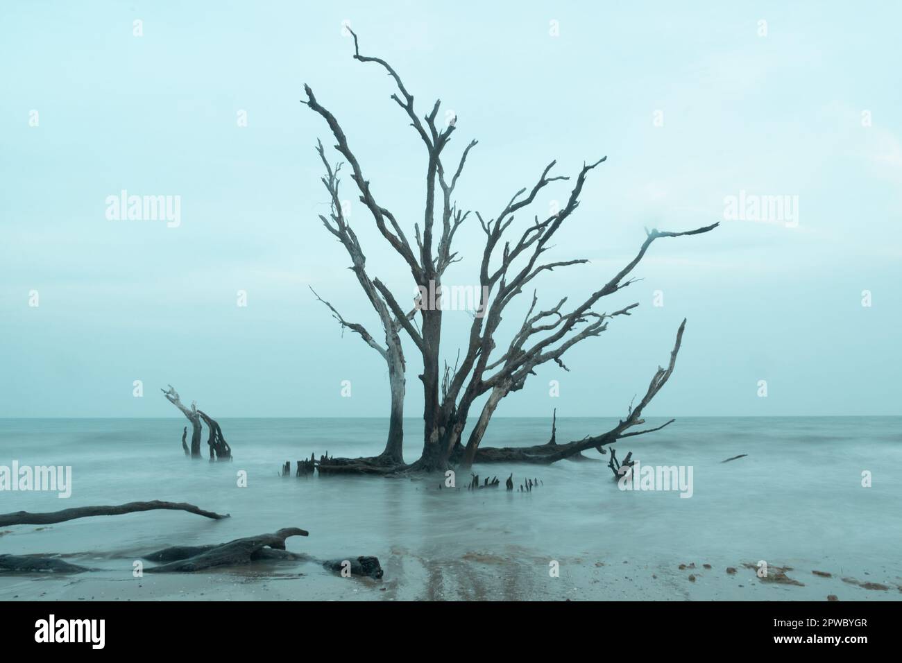 Tordus arbres morts à Driftwood Beach en Caroline du Sud sous un ciel sombre, nuageux et nocturne. Banque D'Images