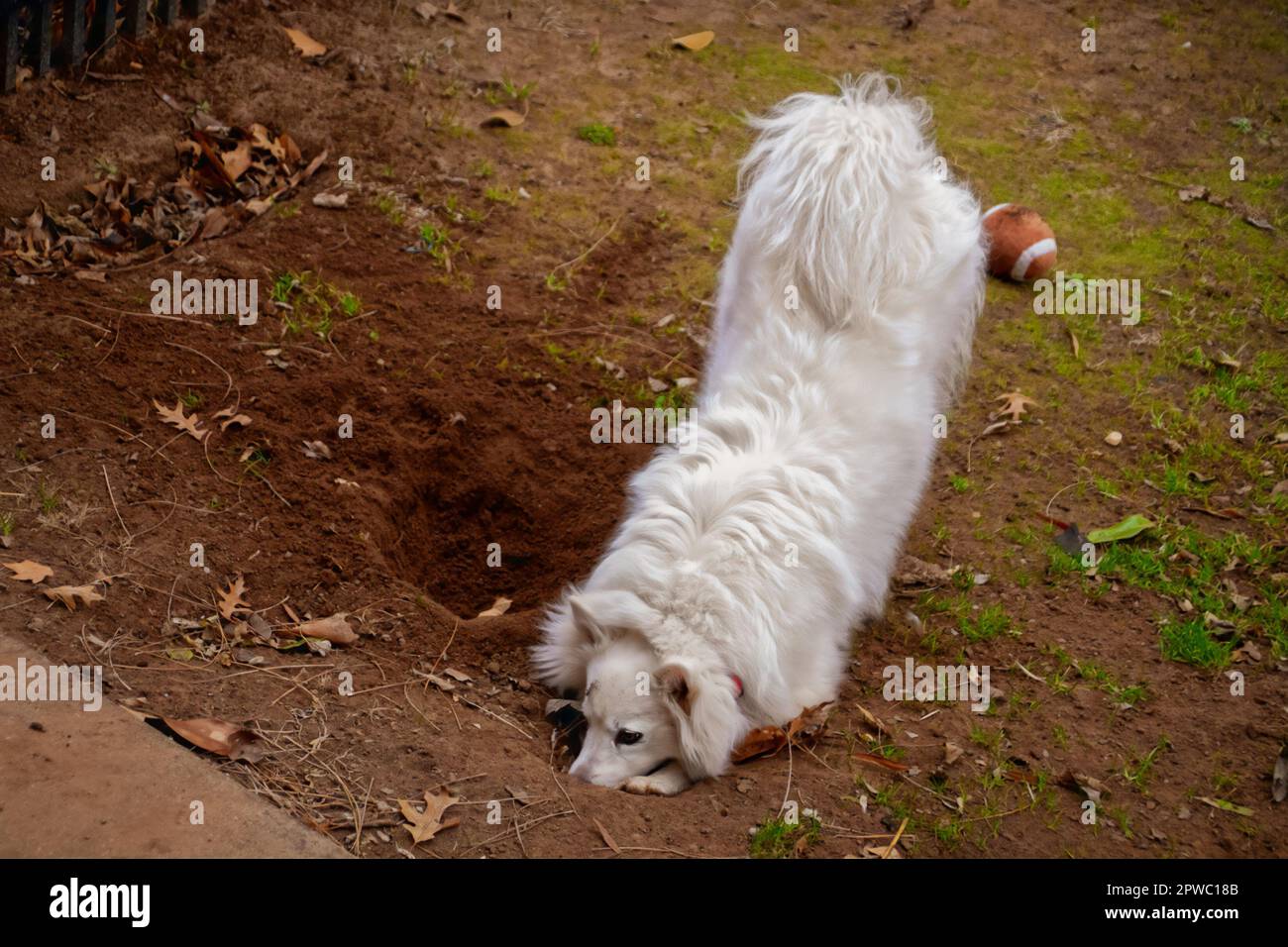 White Fluffy spitz chien occupé à creuser un trou dans la saleté - jouet de football bourré en arrière-plan Banque D'Images