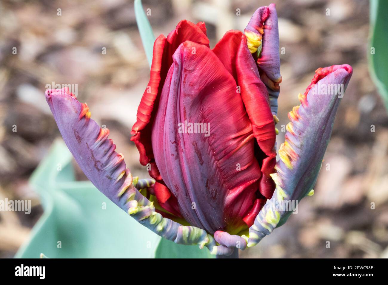 Fleur de tulipe de perroquet, tulipe rouge Tulipa 'Rococo' Banque D'Images