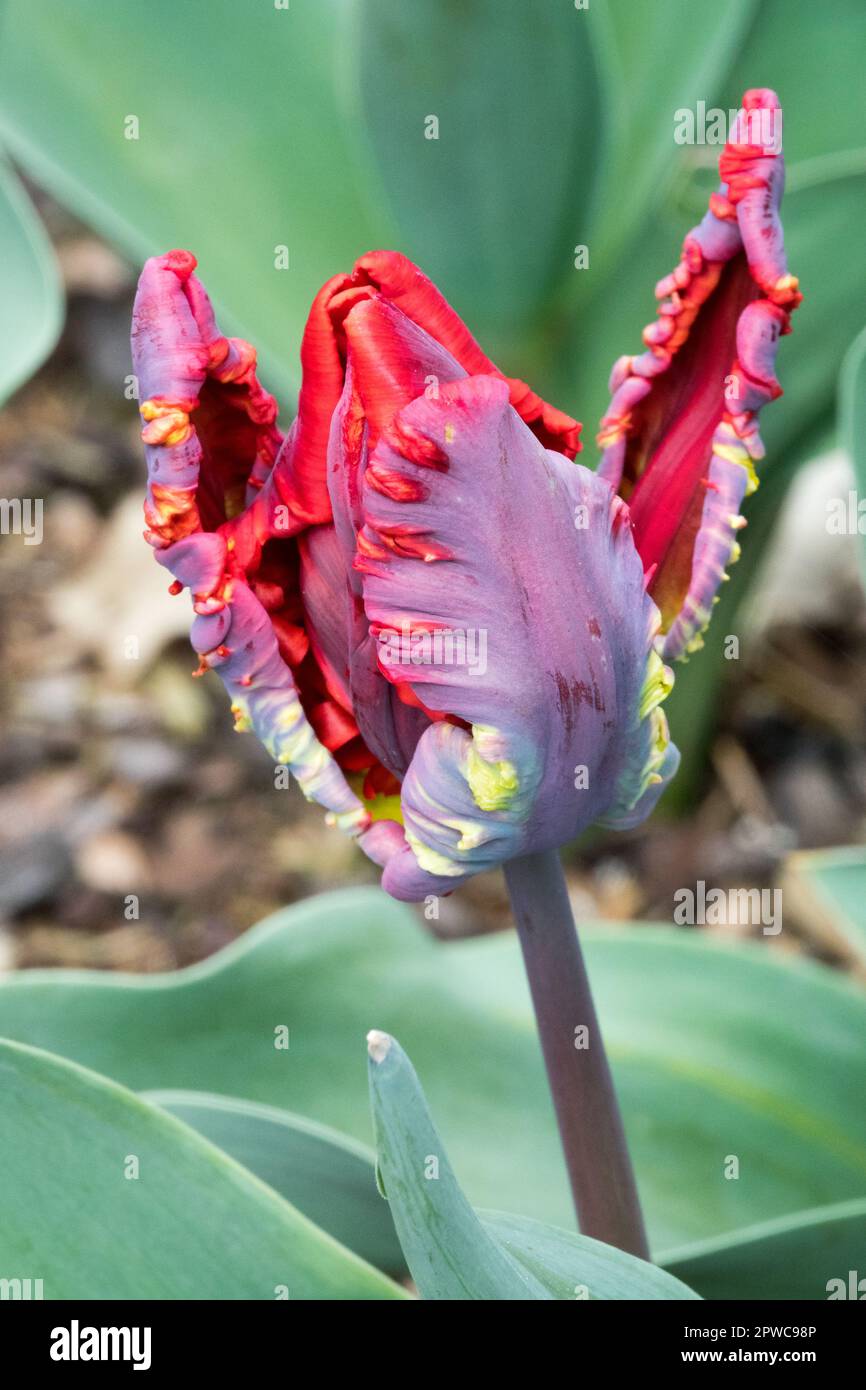 Tulipa 'Rococo', magnifique, tulipe perroquet, Portrait Banque D'Images