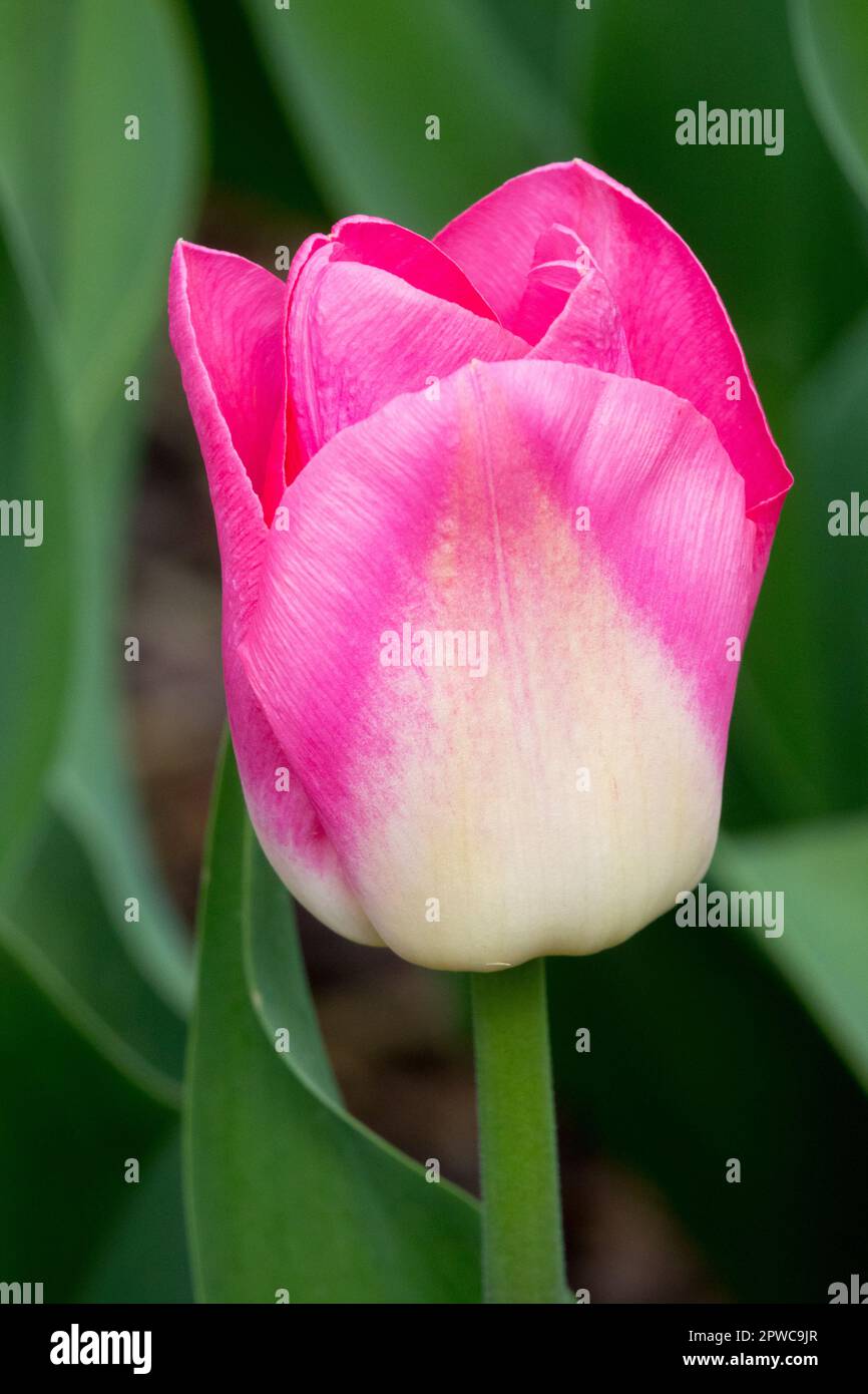 Belle, cultivars tulipe, Rose, Tulipa 'Synasty' Banque D'Images