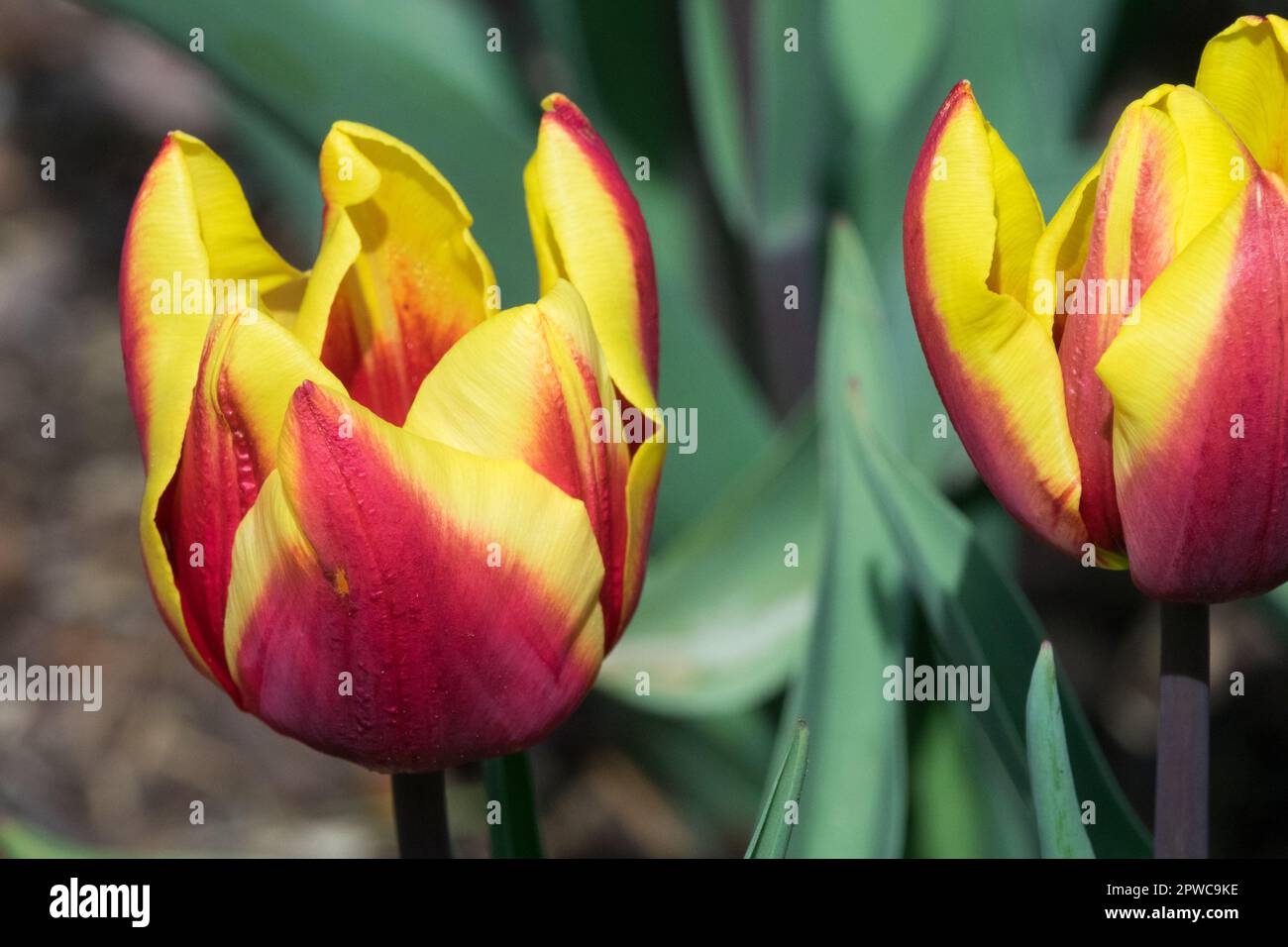 Tulipa 'Jan Seignette', Triumph Tulip Group Banque D'Images