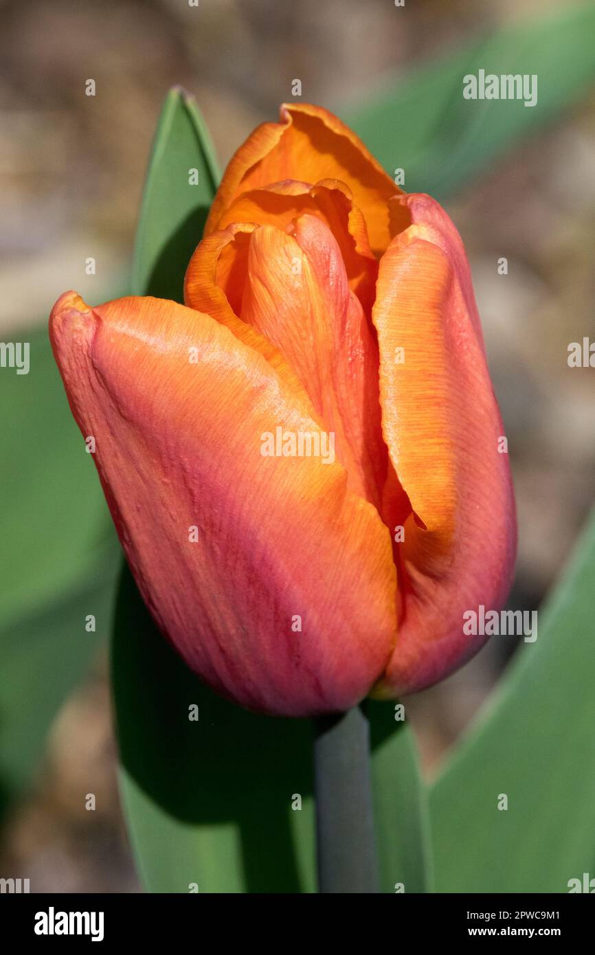 Triomphe Tulip, Tulipa 'Orange Babies', Orange, tulipe Banque D'Images