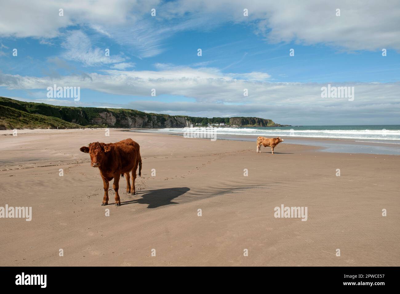 Vaches sur la plage de White Park Bay, gestion de la biodiversité des aires protégées. Banque D'Images